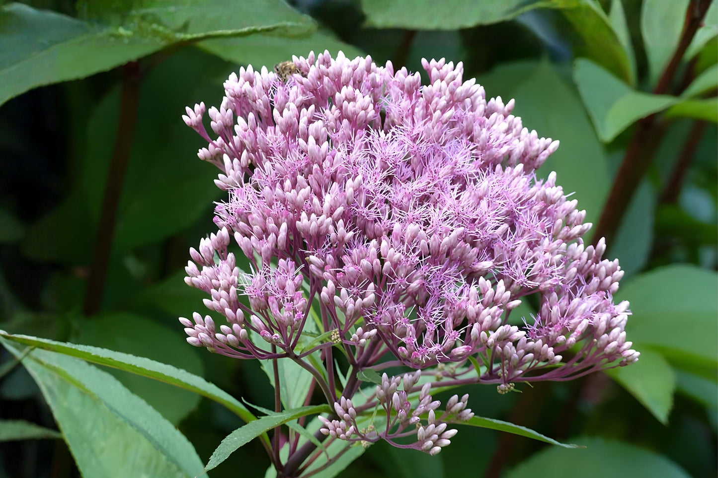 Joe Pye Weed Seeds (100) | Eutrochium fistulosum | Native Pollinator Wildflower | Soft Pink to Purple Blooms