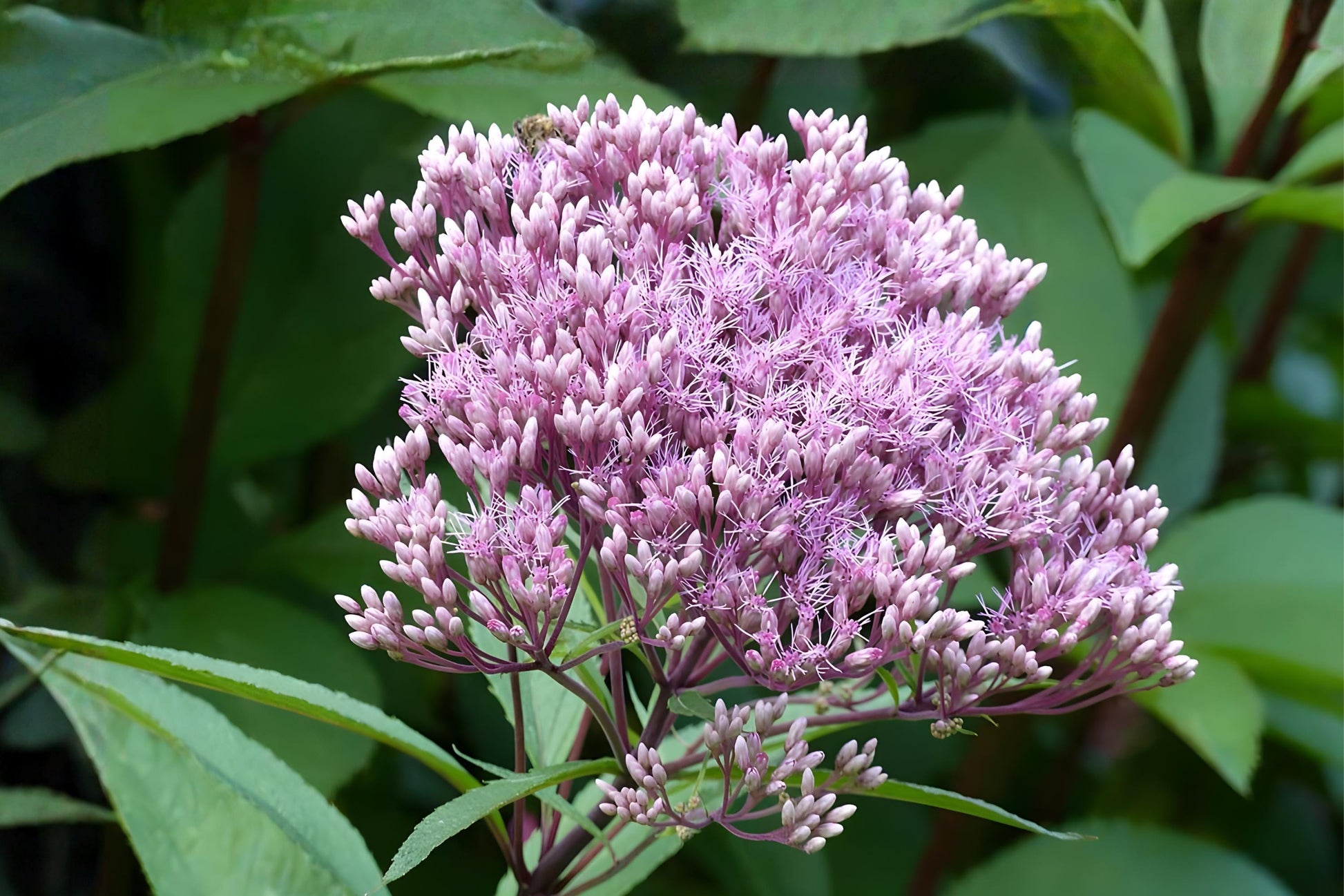 Joe Pye Weed Seeds (100) | Eutrochium fistulosum | Native Pollinator Wildflower | Soft Pink to Purple Blooms