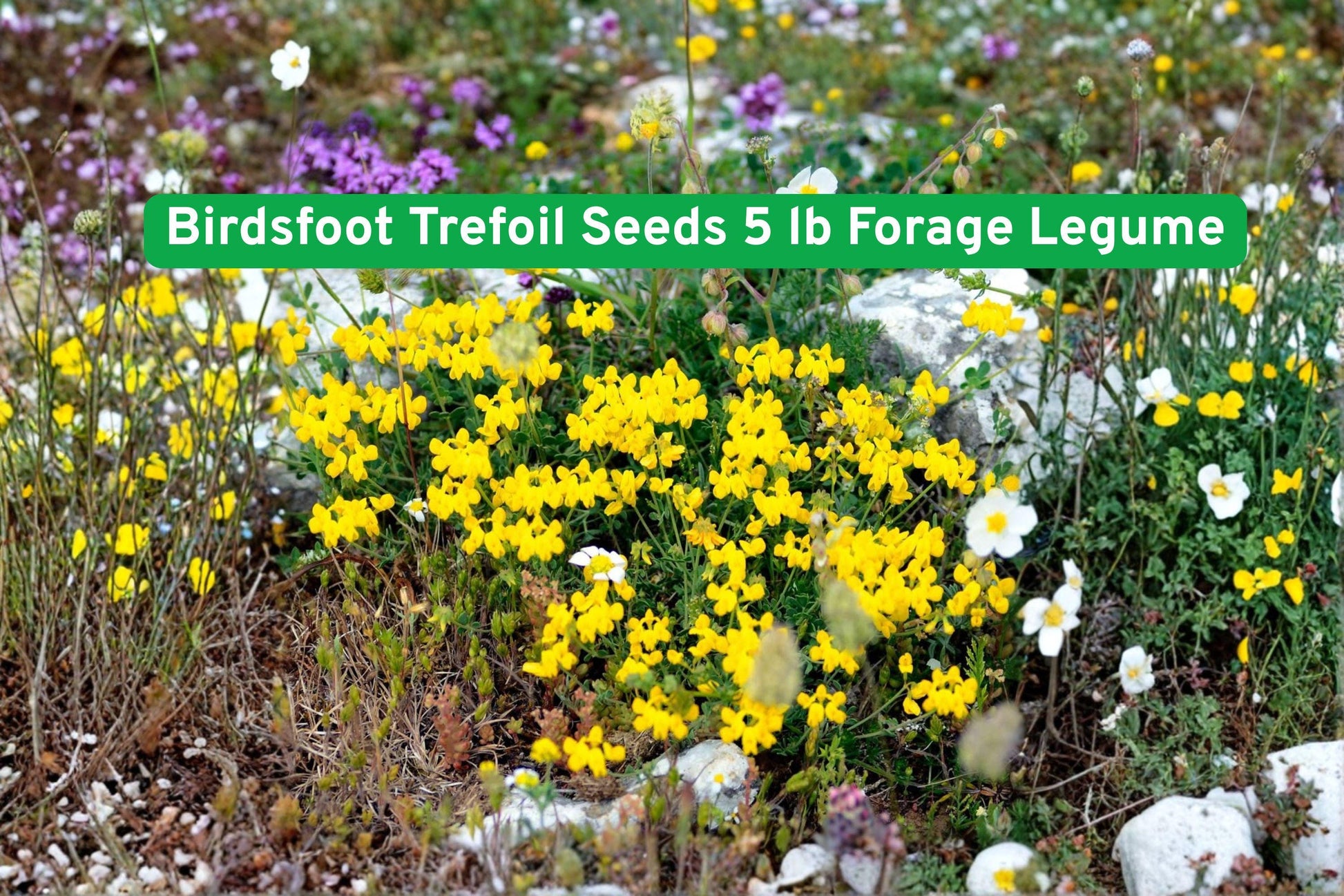 Birdsfoot Trefoil Seeds 5 lb - High-Protein Forage Legume, Nitrogen-Fixing, Lotus corniculatus, Ideal for Pasture & Hay Production