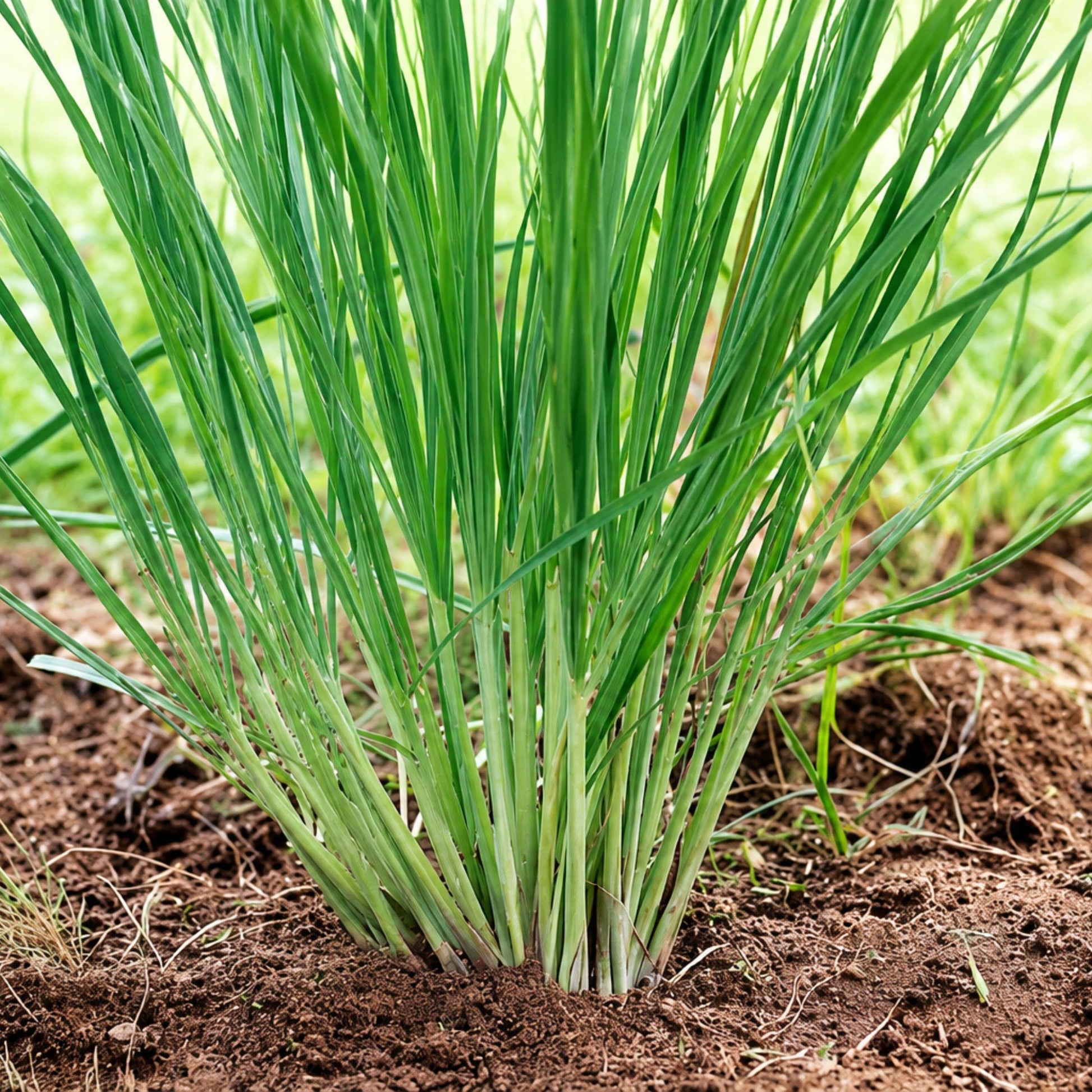 Lemongrass Stalks - 6 Live Organic Culinary Herb Plants - Cymbopogon citratus - Fresh Citrus Aroma for Garden or Containers