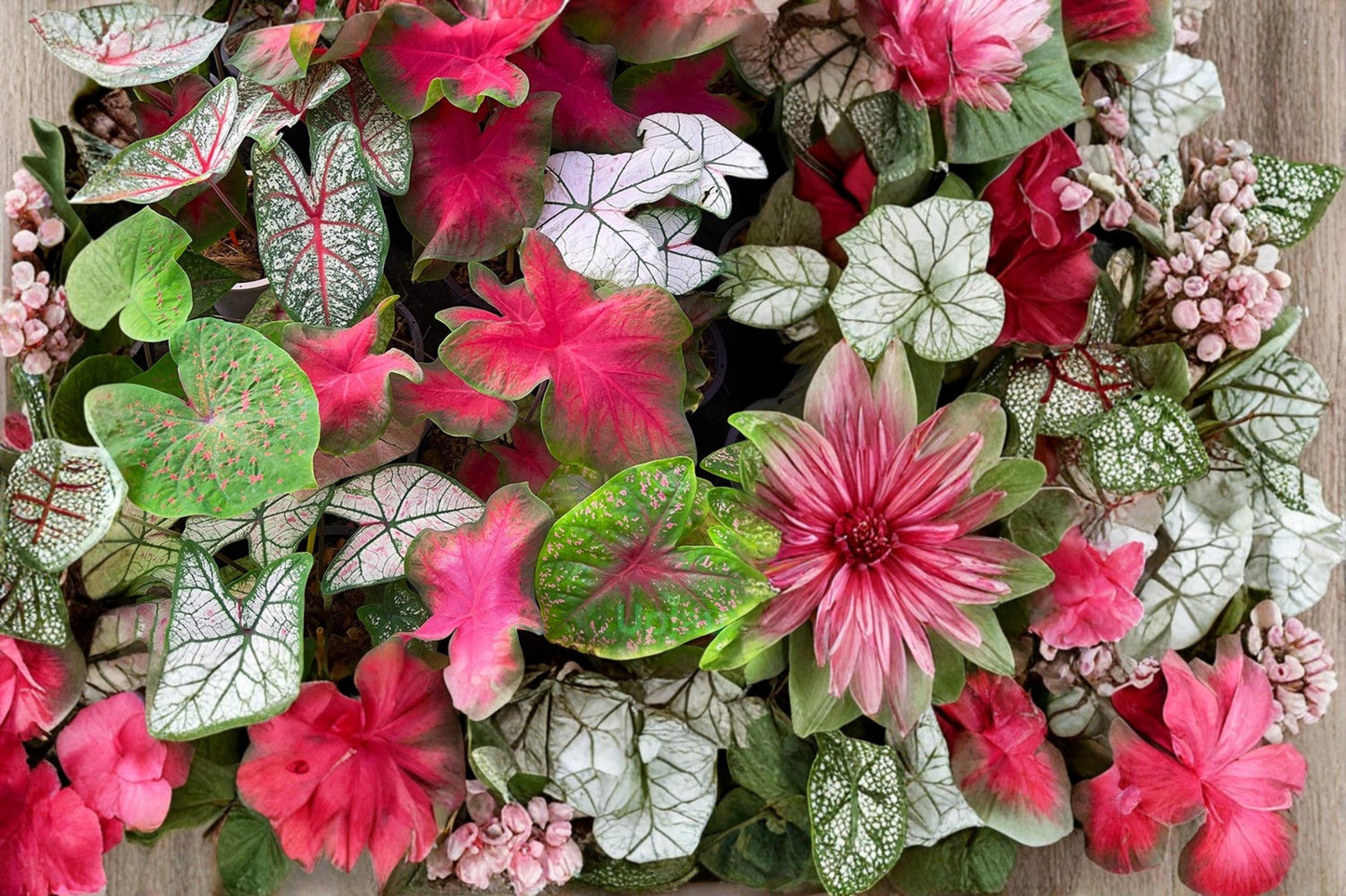 Mixed Caladium Bulbs - 10 Bulbs - Colorful Foliage - Caladium - Shade-Tolerant Ornamental Plant for Gardens and Containers