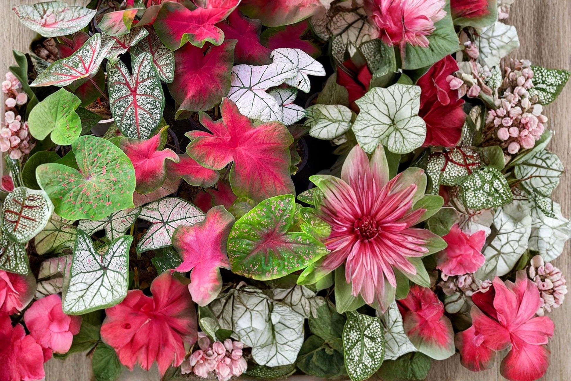 Mixed Caladium Bulbs - 10 Bulbs - Colorful Foliage - Caladium - Shade-Tolerant Ornamental Plant for Gardens and Containers