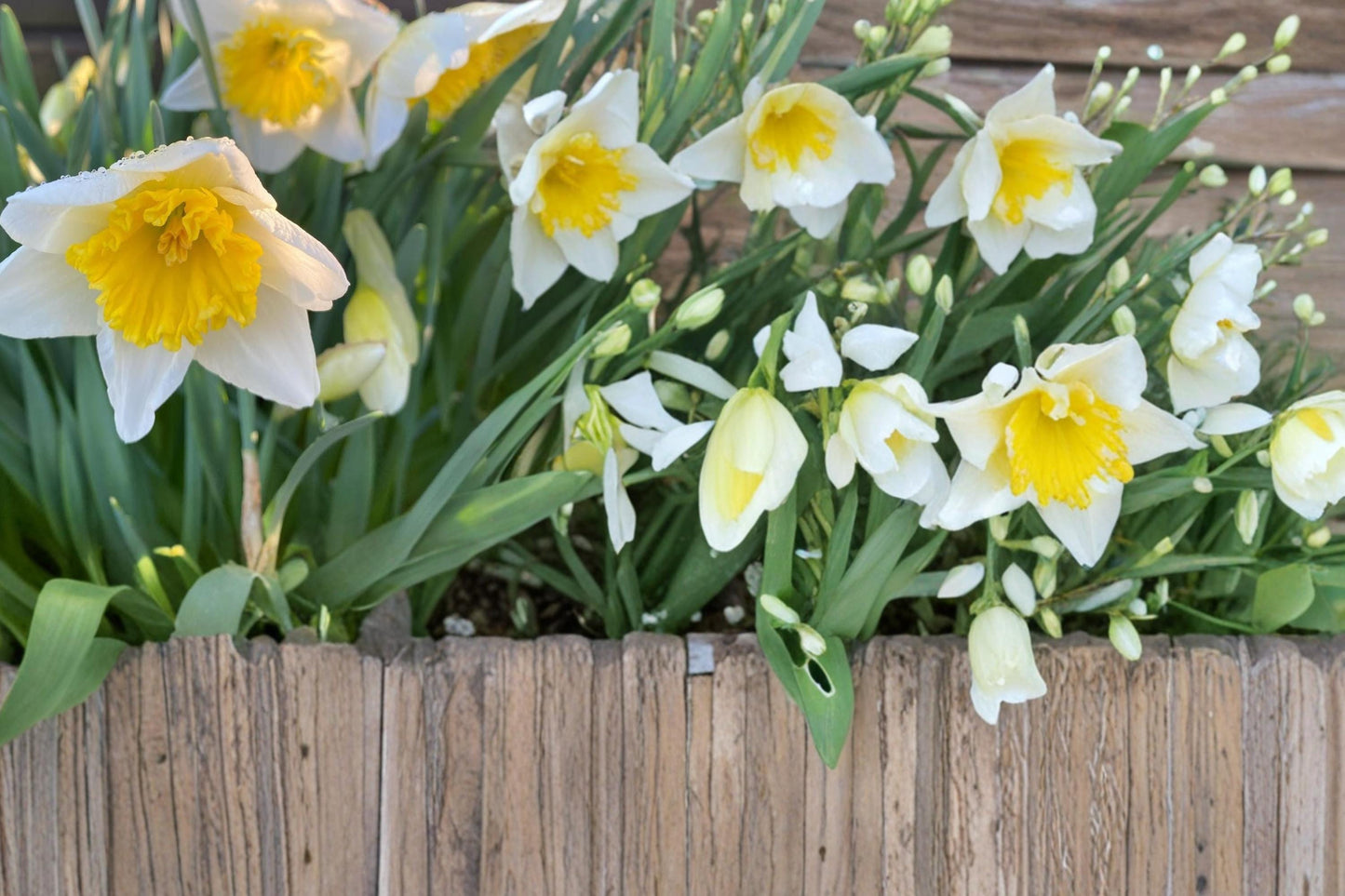 Ice Follies Daffodil Bulbs - 10 Bulbs - Narcissus - Pale Yellow to White Blooms - Perennial Spring Flower for Garden & Borders