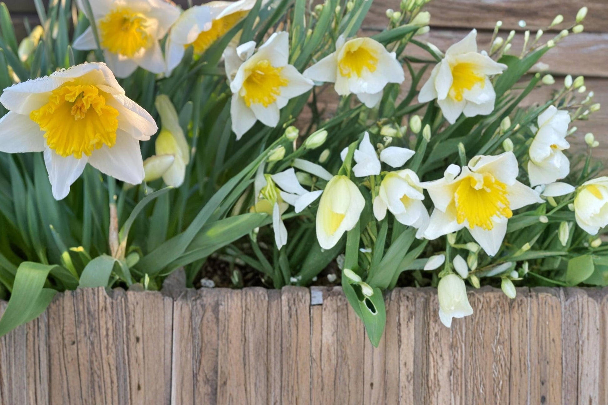 Ice Follies Daffodil Bulbs - 10 Bulbs - Narcissus - Pale Yellow to White Blooms - Perennial Spring Flower for Garden & Borders