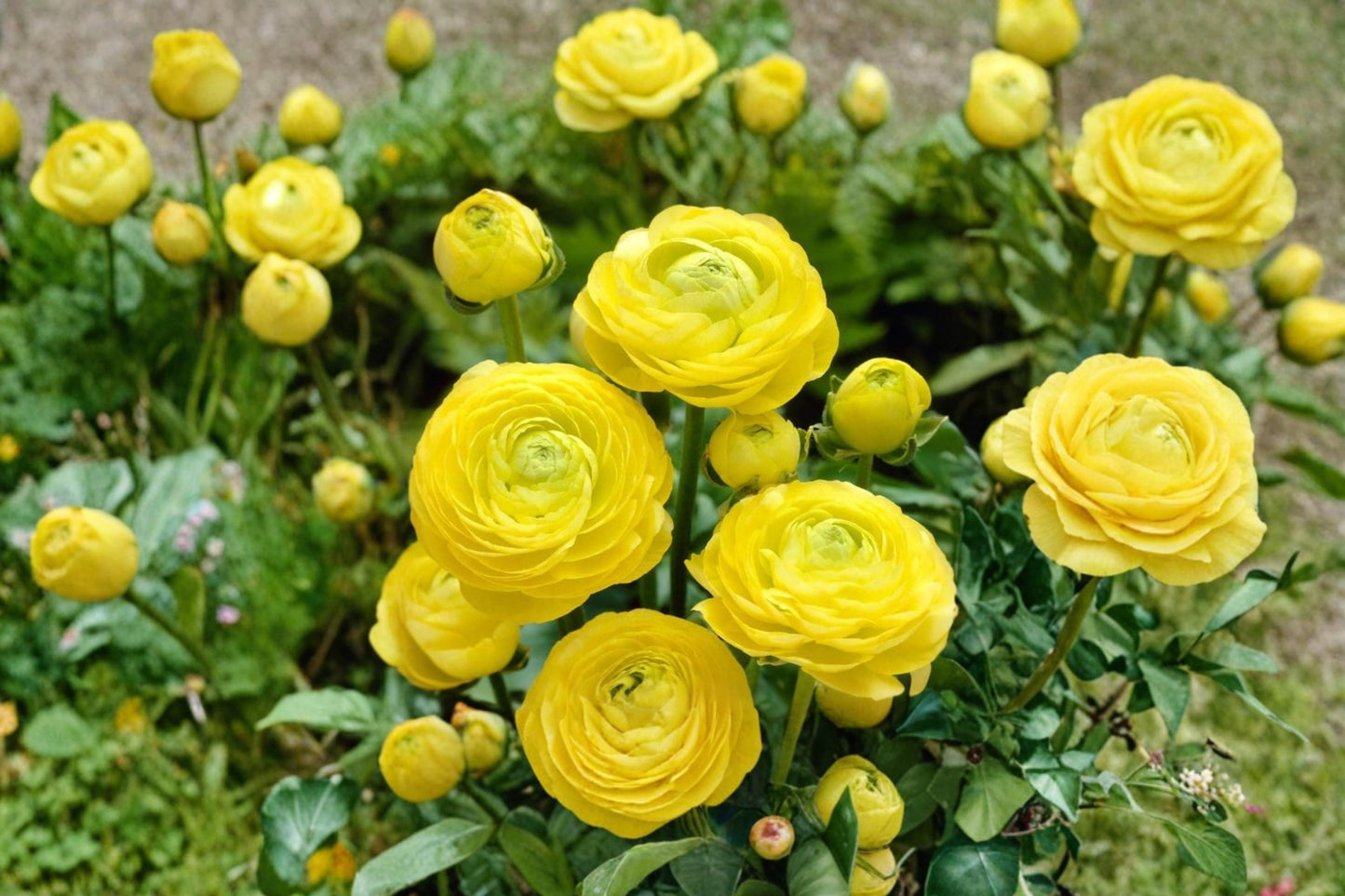 Yellow Ranunculus Bulbs (20 Count) - Bright Multi-Petaled Flowers for Spring Garden - Ranunculus