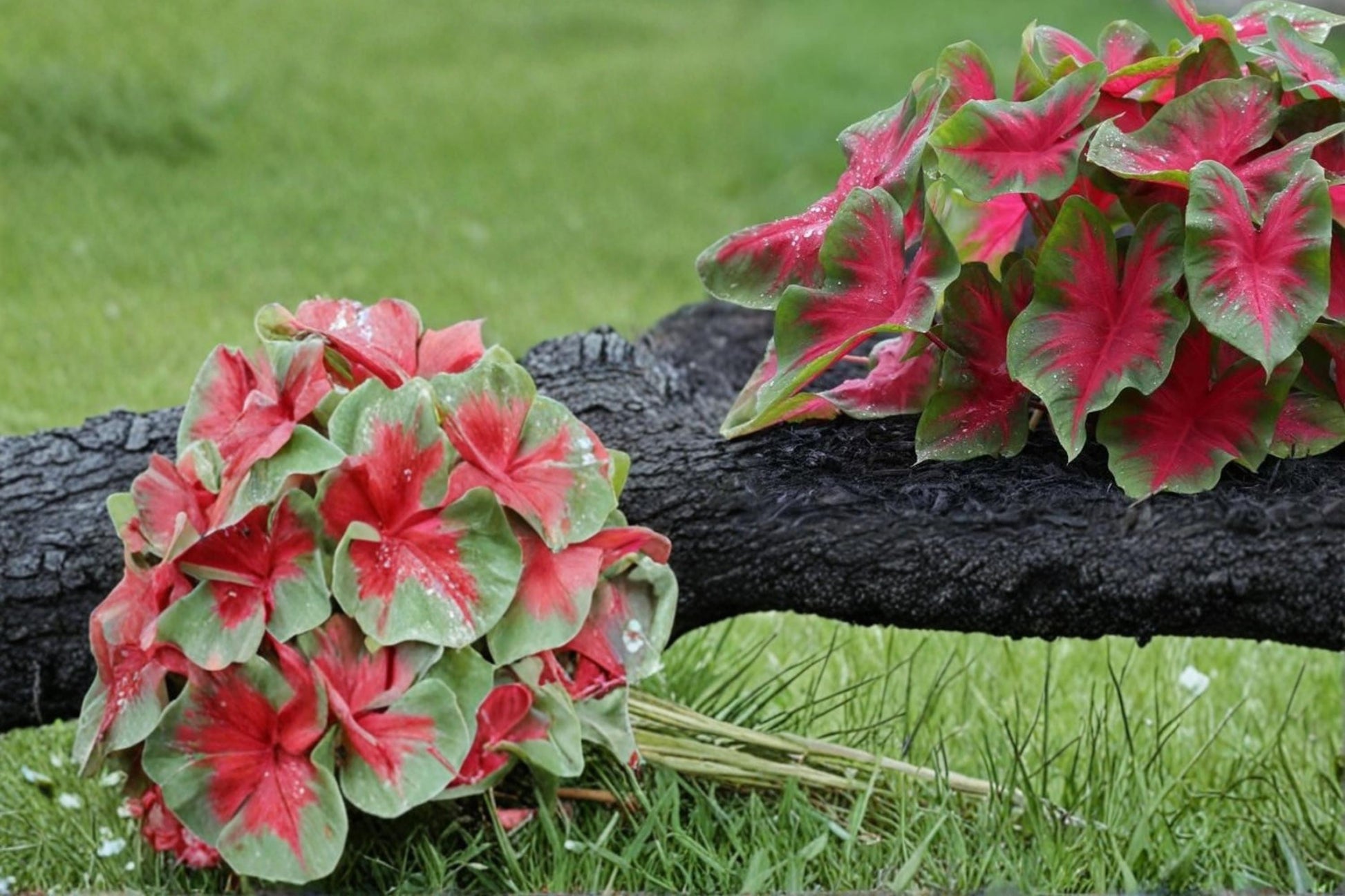 Caladium Bulbs 6 Pack Florida Cardinal Red and Green Ornamental Foliage Caladium Bulbs for Shade Gardens and Containers