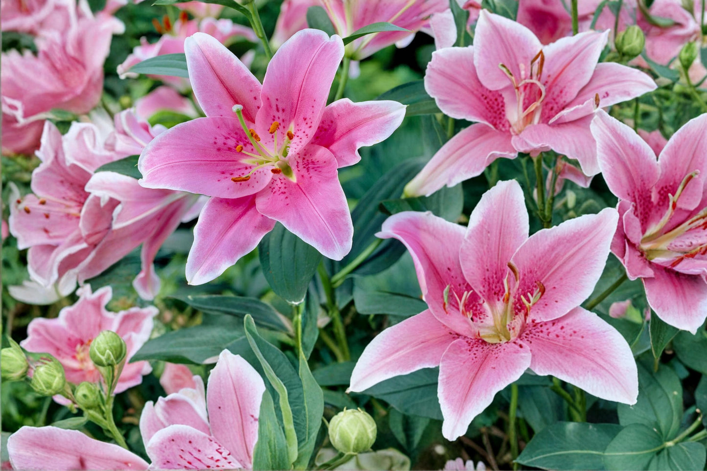 Oriental Lily Bulbs - 3 Sorbonne Pink & White Fragrant Flowers - Lilium Perennial Bulbs for Outdoor Planting