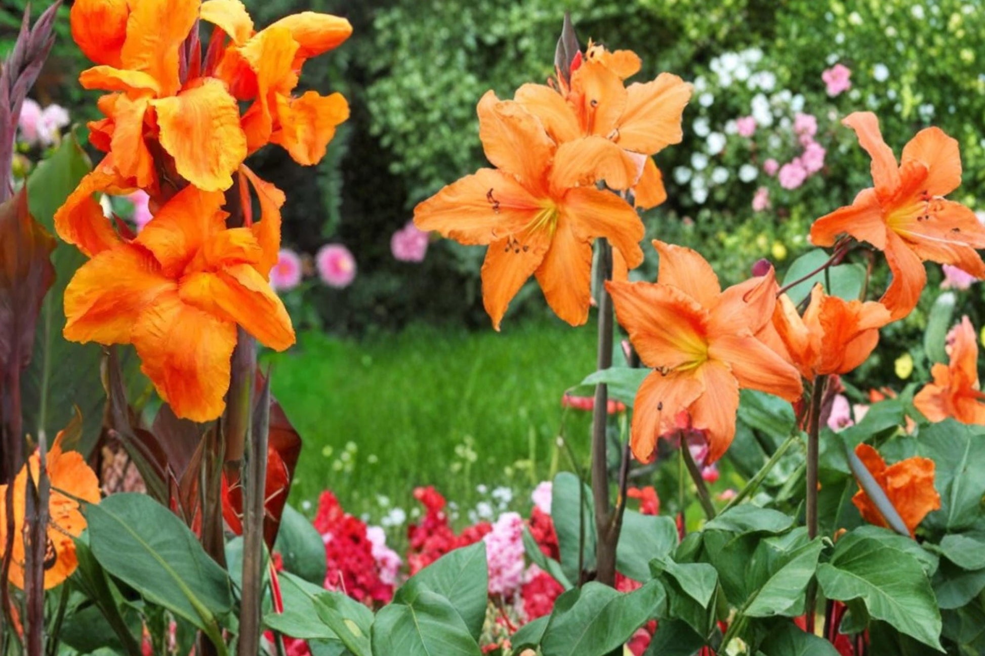 Canna Lily Bulbs - 3 Bulbs Wyoming Variety with Orange-Red Blooms & Dark Foliage (Canna) - Tropical Garden Plant