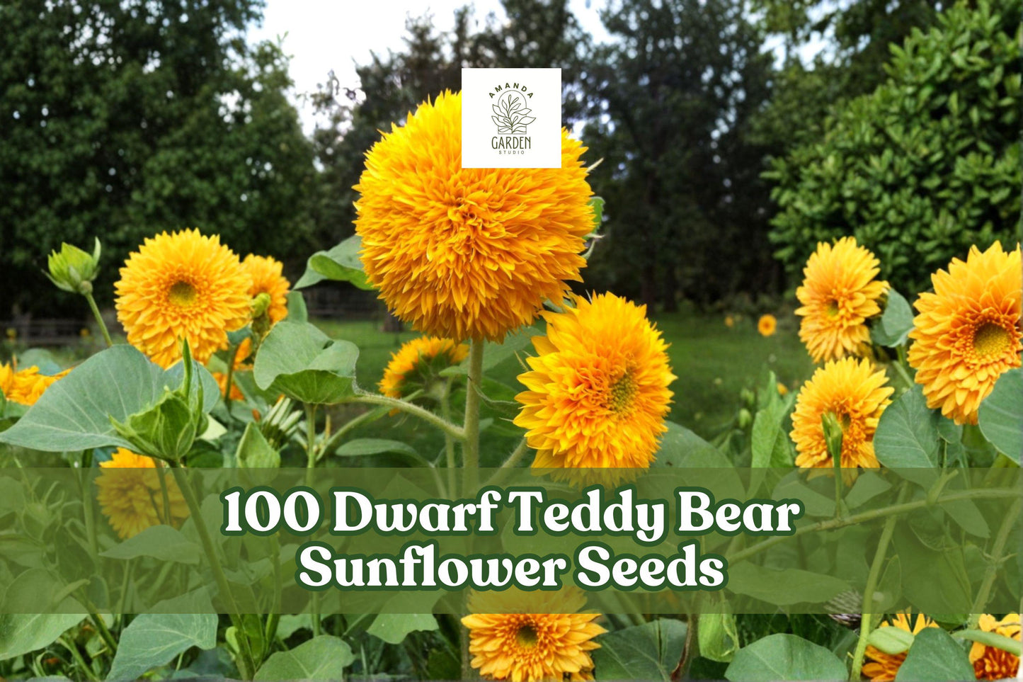 100 Dwarf Teddy Bear Sunflower Seeds - Bright Yellow Double Bloom - Helianthus annuus - Easy to Grow for Containers & Gardens