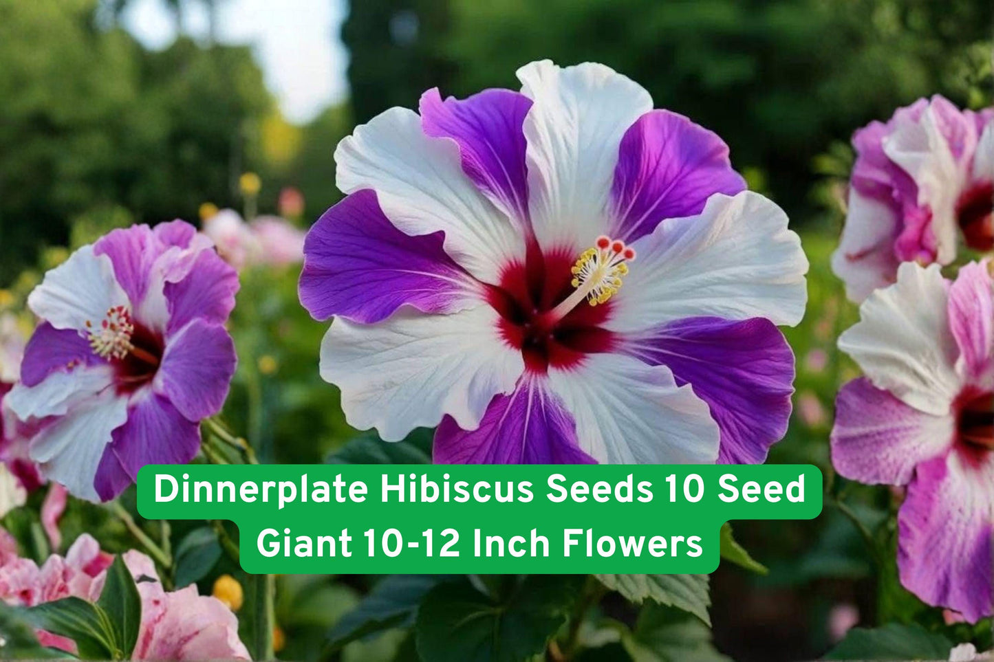 Dinnerplate Hibiscus Seeds - 10 Giant Flower Seeds - Mixed Colors Blue, Purple, Pink, White - Hibiscus moscheutos