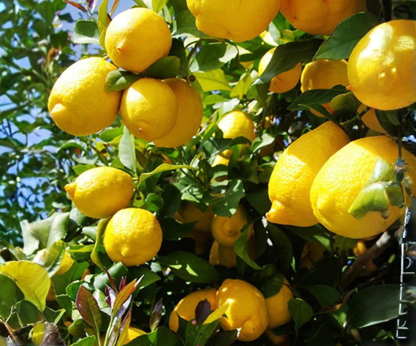 Grafted Harvey Lemon Tree Plant 24 Inch Citrus limon Tropical Fruit Indoor Outdoor - Grow Fresh Juicy Lemons at Home