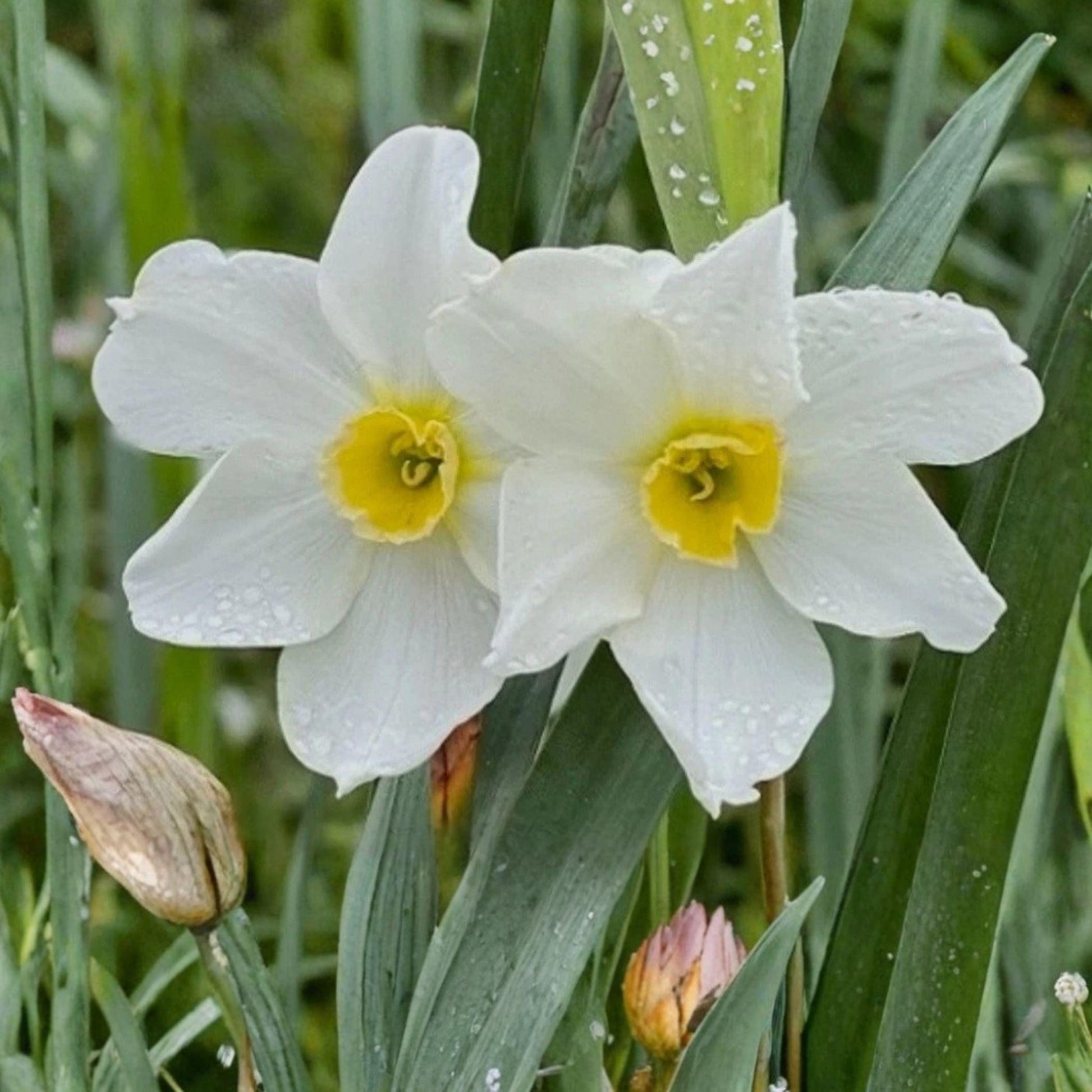 Twin Sister Daffodil Bulbs 15 Pack - Large Yellow White Flowers - Narcissus Heirloom Garden Bulbs for Spring Planting