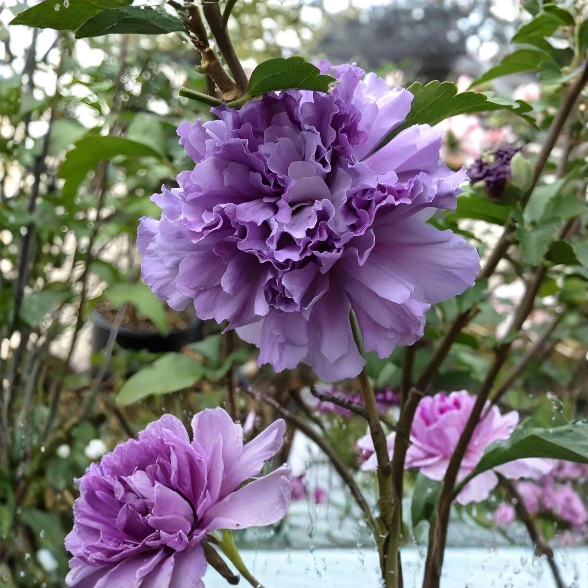 Rose of Sharon Cuttings 6 Inches Double Purple Pink 10 Pack Hibiscus syriacus for Easy Propagation Gardening