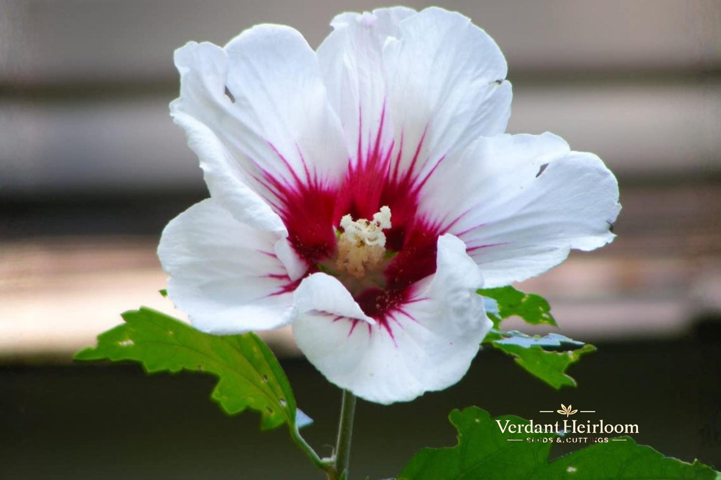 Rose of Sharon Cuttings - 10 Unrooted White & Purple Mix - Hibiscus syriacus - Hardy Flowering Shrub for Landscaping