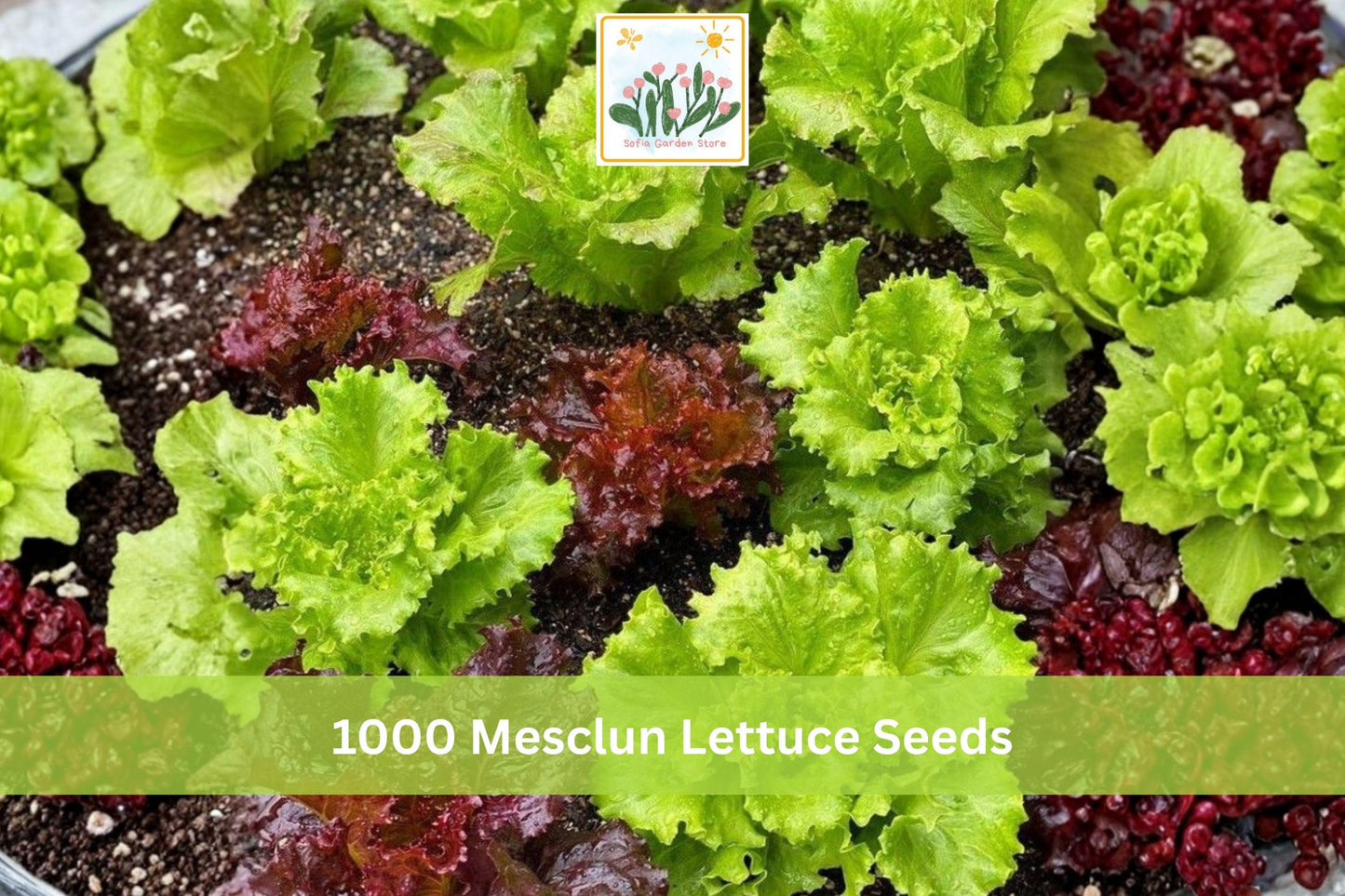Mesclun Lettuce Seeds Mix - 1000+ Seeds - Mixed Salad Greens Blend - Lactuca spp. - Fast Growing for Indoor/Outdoor Gardens