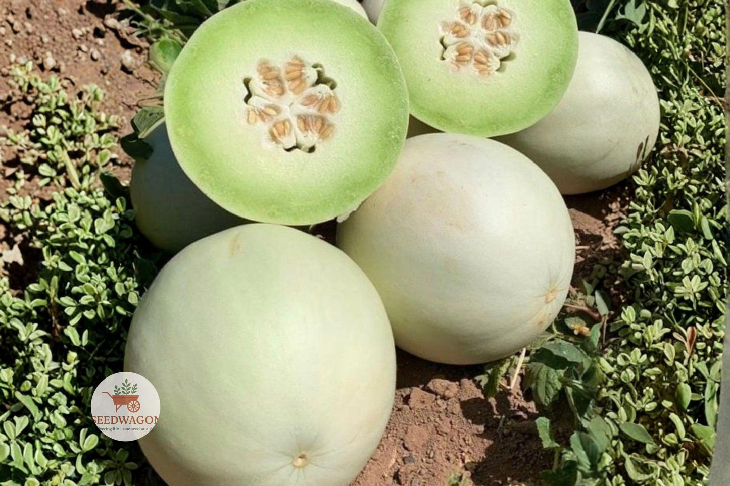 Honeydew Melon Seeds – 25+ Heirloom, Non-GMO, Cucumis melo, Easy Grow for Fruit Garden