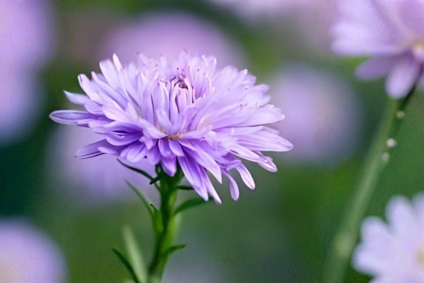 New York Aster Seeds (100) | Purple Wildflower Seeds for Pollinator Gardens | Symphyotrichum novi-belgii