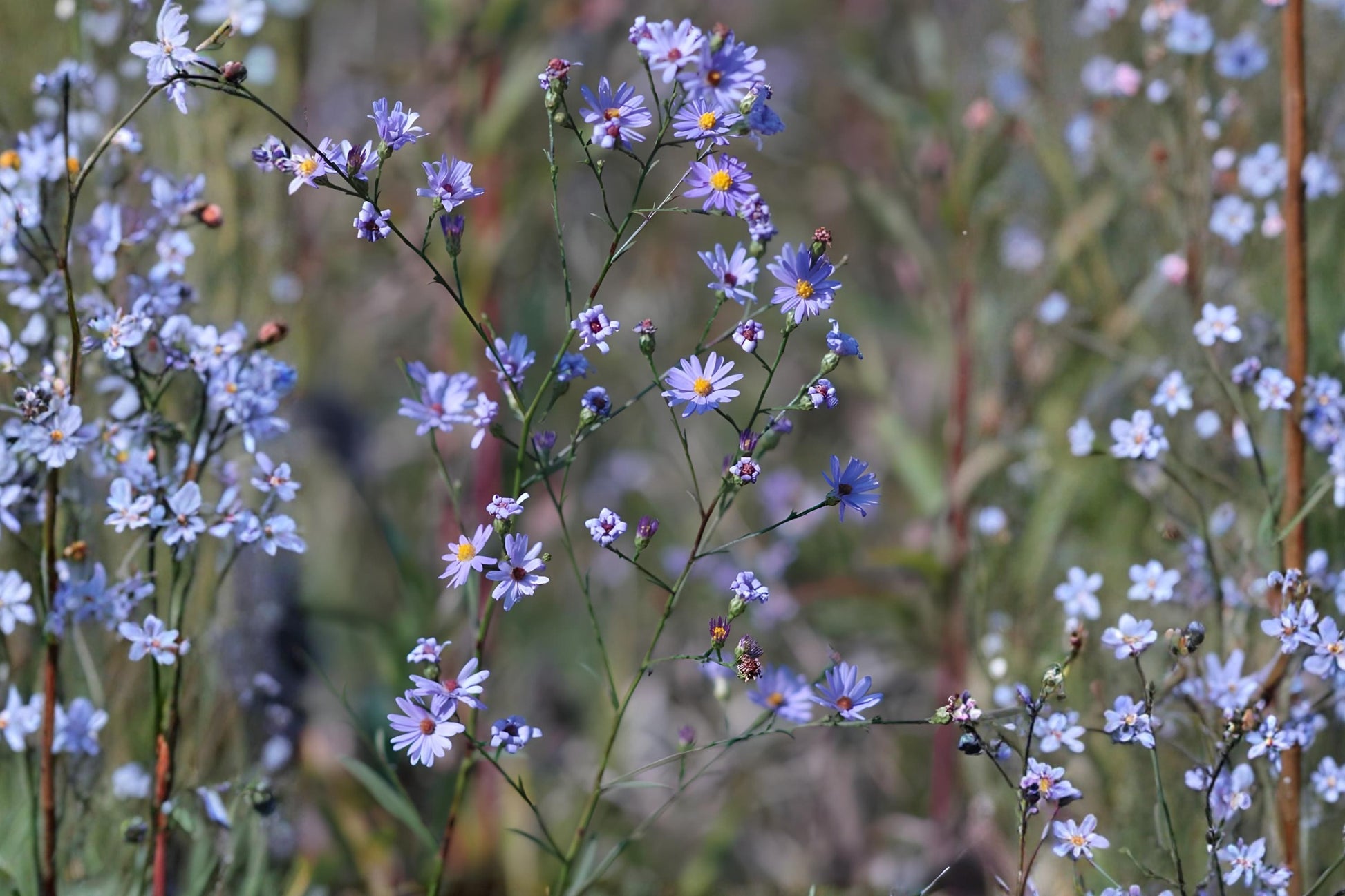 Sky Blue Aster Seeds | 100 Count | Drought-Tolerant Wildflower | Symphyotrichum oolentangiense | Pollinator Friendly
