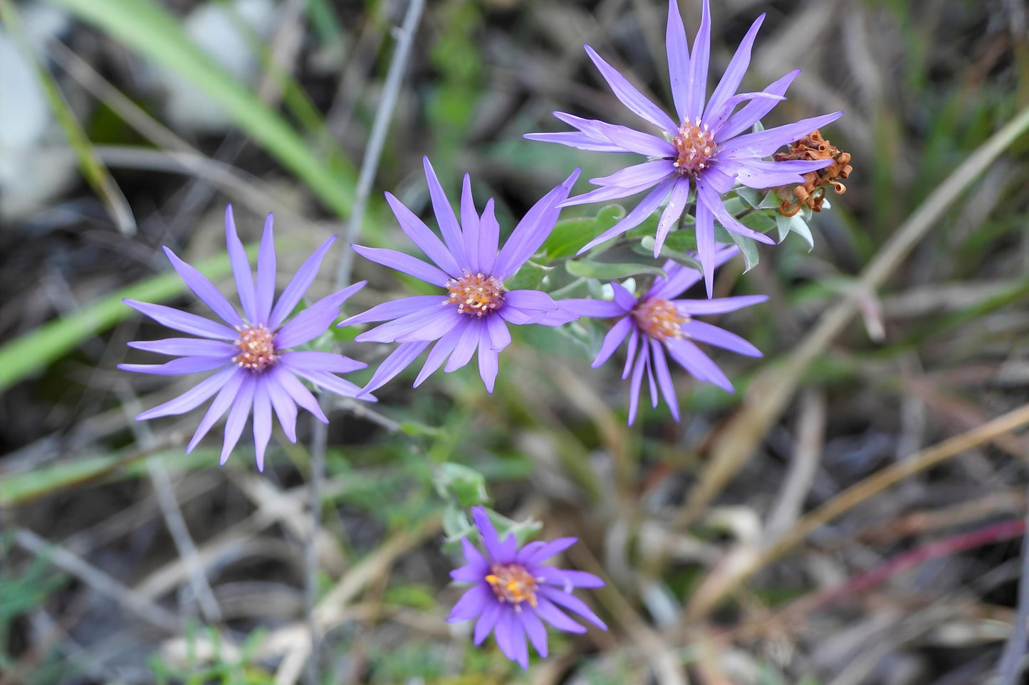 Silky Aster Seeds (100) | Symphyotrichum sericeum | Lavender-Purple Wildflower | Drought-Tolerant Prairie Plant