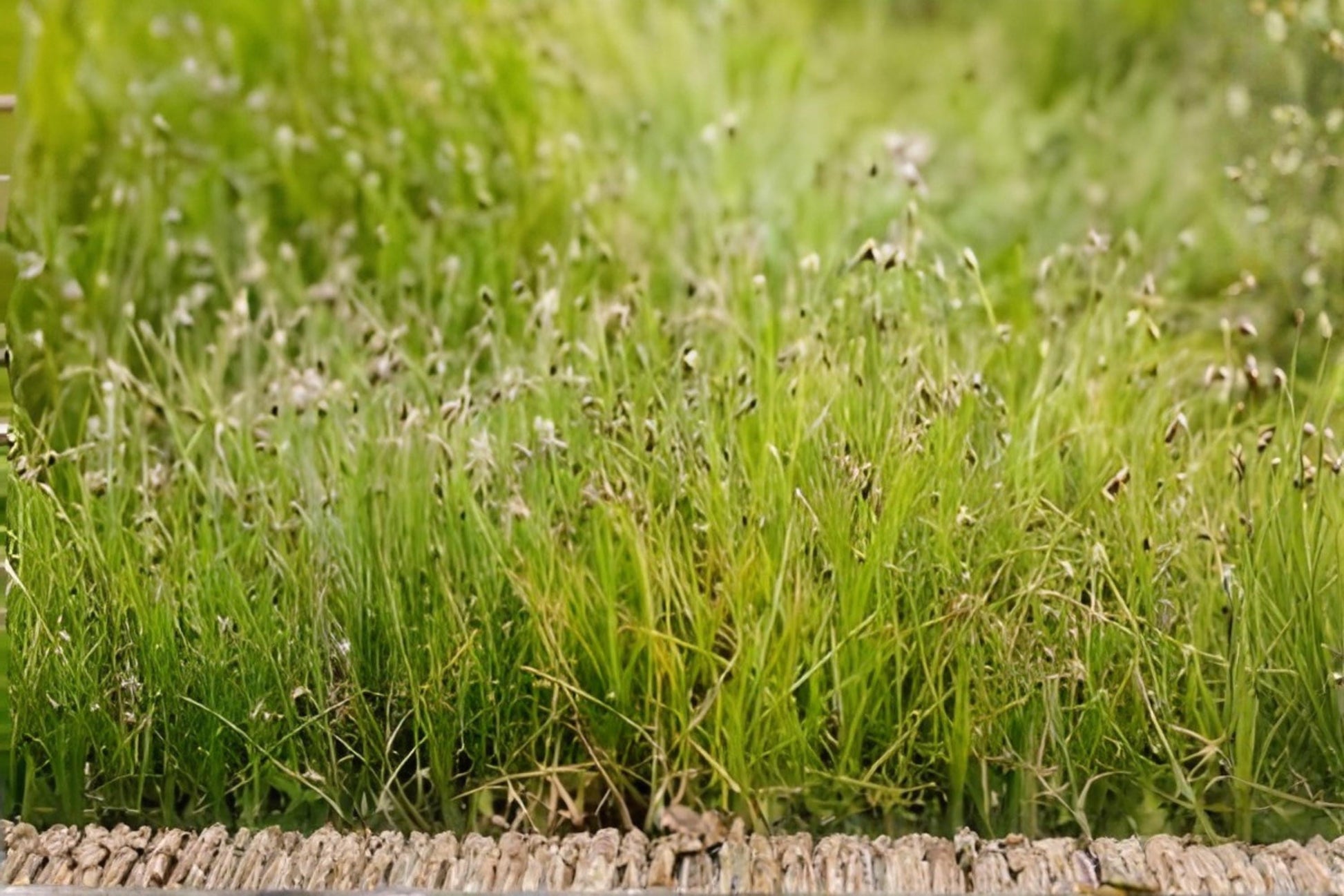 Dwarf Hairgrass Seeds (100) - Eleocharis acicularis - Aquatic Carpet Plant for Aquariums & Aquascaping
