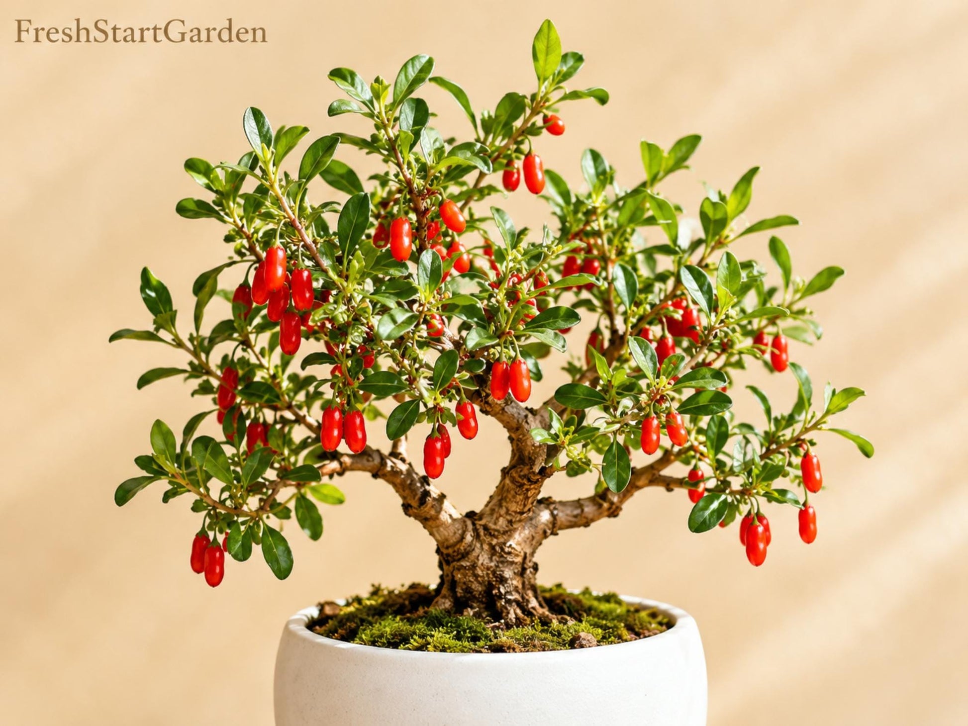 Goji Berry Plants - 2 Bare Root Edible Shrubs - Phoenix Tears Variety - Lycium barbarum - Fruiting Perennial for Garden