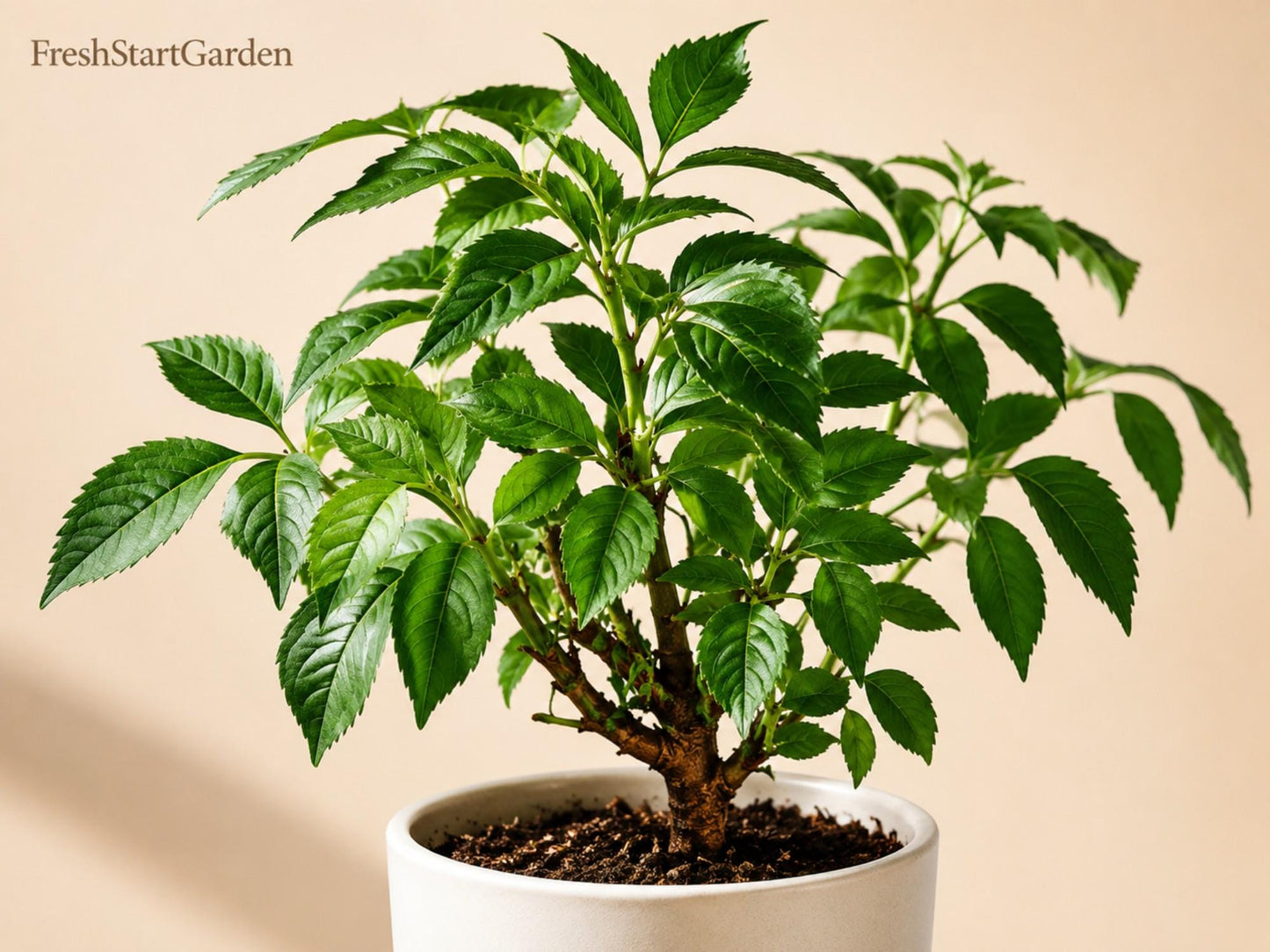 Elderberry Cuttings 5 Unrooted Sambucus nigra Johns Elderberry Perennial Berry Shrub for Garden, White Flowers, Purple Berries