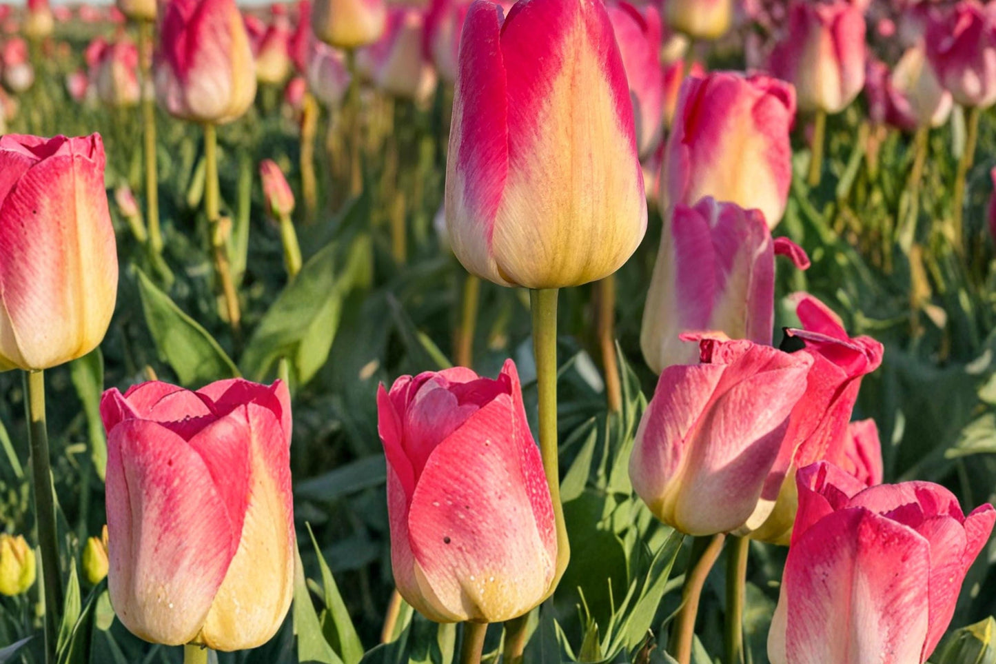 Tom Pouce Tulip Bulbs - 50 Count - Pink & Apricot Pastel Tulip - Tulipa Perennial Flower Bulbs for Garden & Container Planting