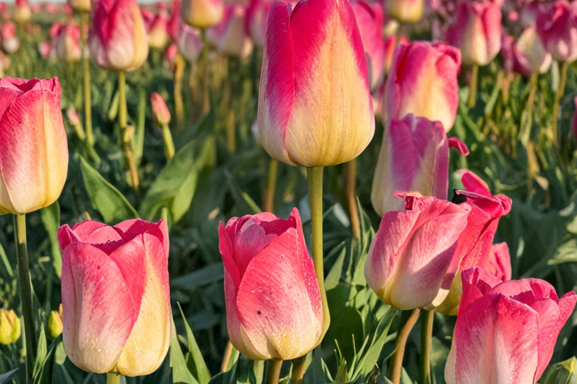 Tom Pouce Tulip Bulbs - 50 Count - Pink & Apricot Pastel Tulip - Tulipa Perennial Flower Bulbs for Garden & Container Planting