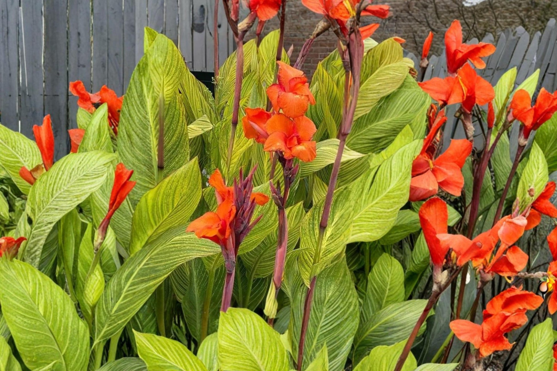 Canna Lily Bulbs - 3 Pretoria Bulbs - Orange Blooms, Variegated Foliage - Canna (Perennial) for Garden Beds & Containers