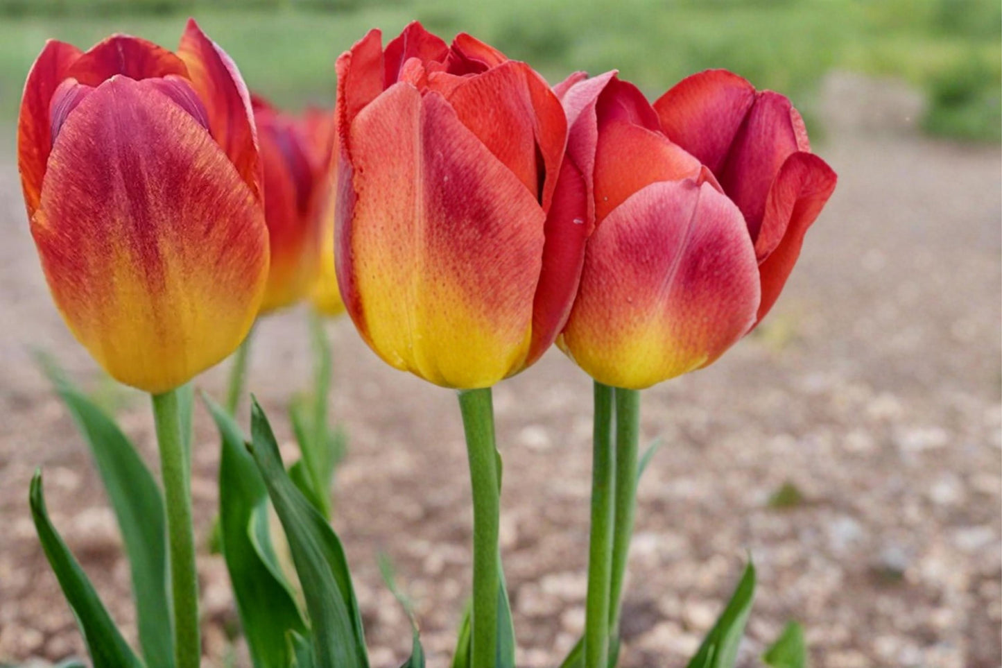 Amber Inferno Tulip Bulbs - 10 Pack, Warm Amber Orange Red Blooms, Tulipa Perennial Flowering Bulbs for Garden and Containers