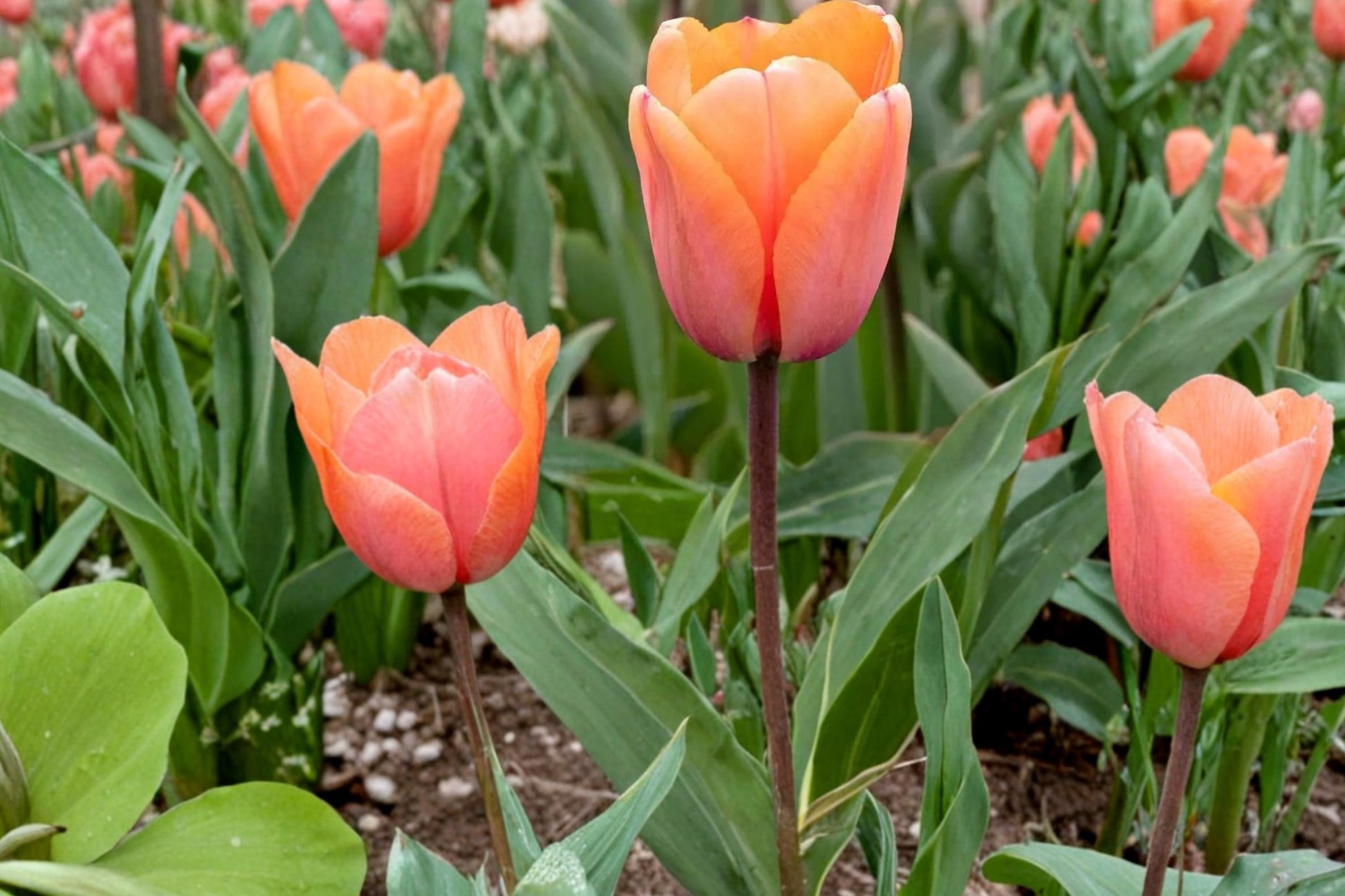 Apricot Impression Tulip Bulbs - 10 Pack - Tulipa - Soft Apricot & Pink Perennial Flowering Bulbs for Spring Garden & Containers