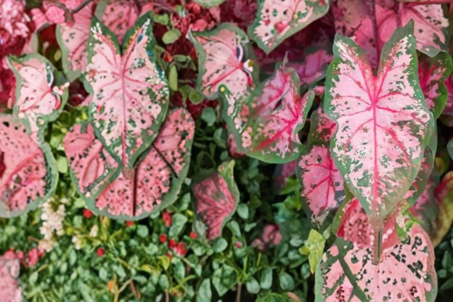 Caladium Bulbs 6 Pack - Carolyn Whorton Pink & Green Foliage - Caladium bicolor - Tropical Shade Garden Plant