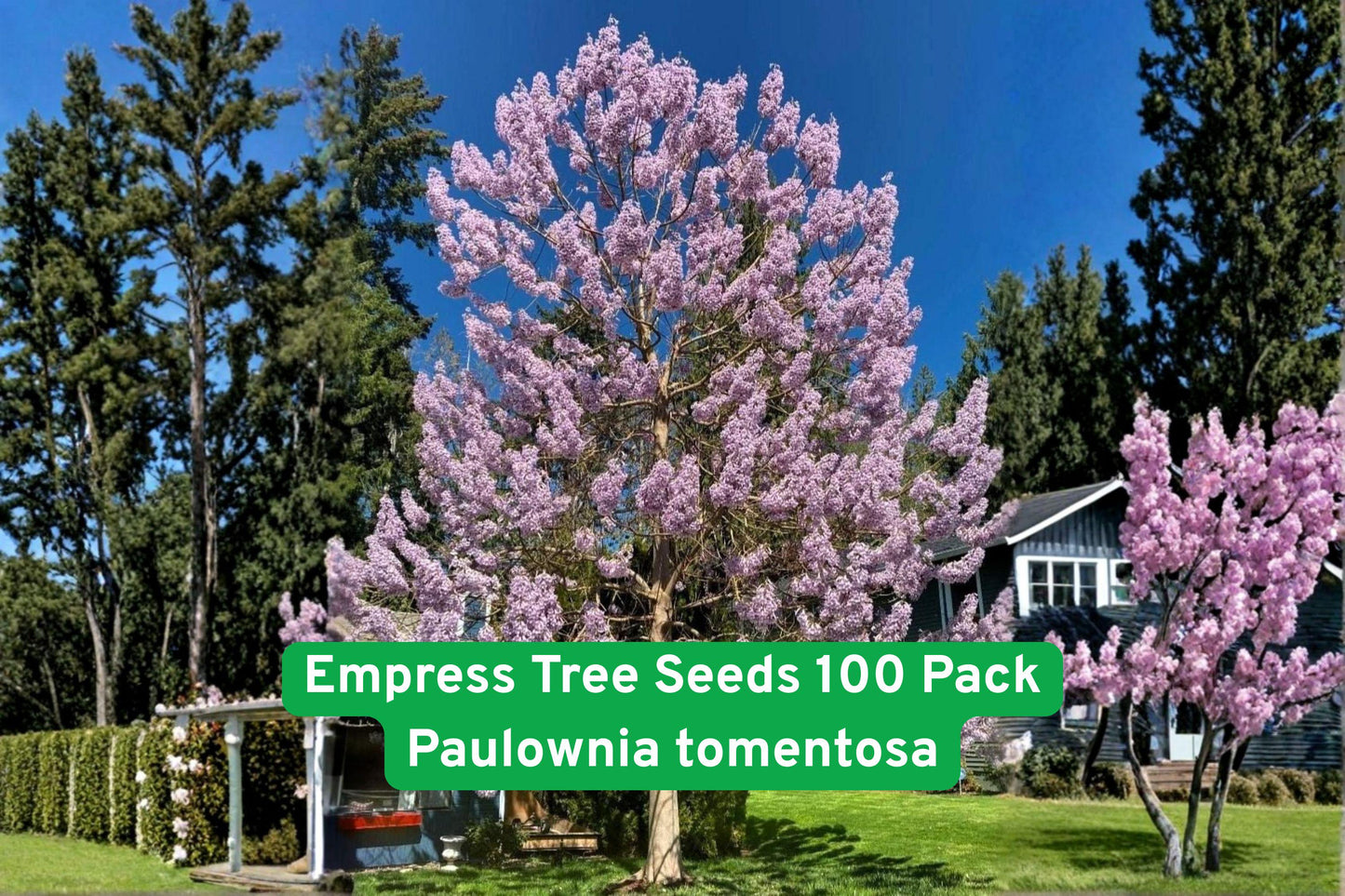 Empress Tree Seeds 100 Pack - Paulownia tomentosa - Fast-Growing Hardwood for Shade, Privacy, Windbreaks, Purple Flowers
