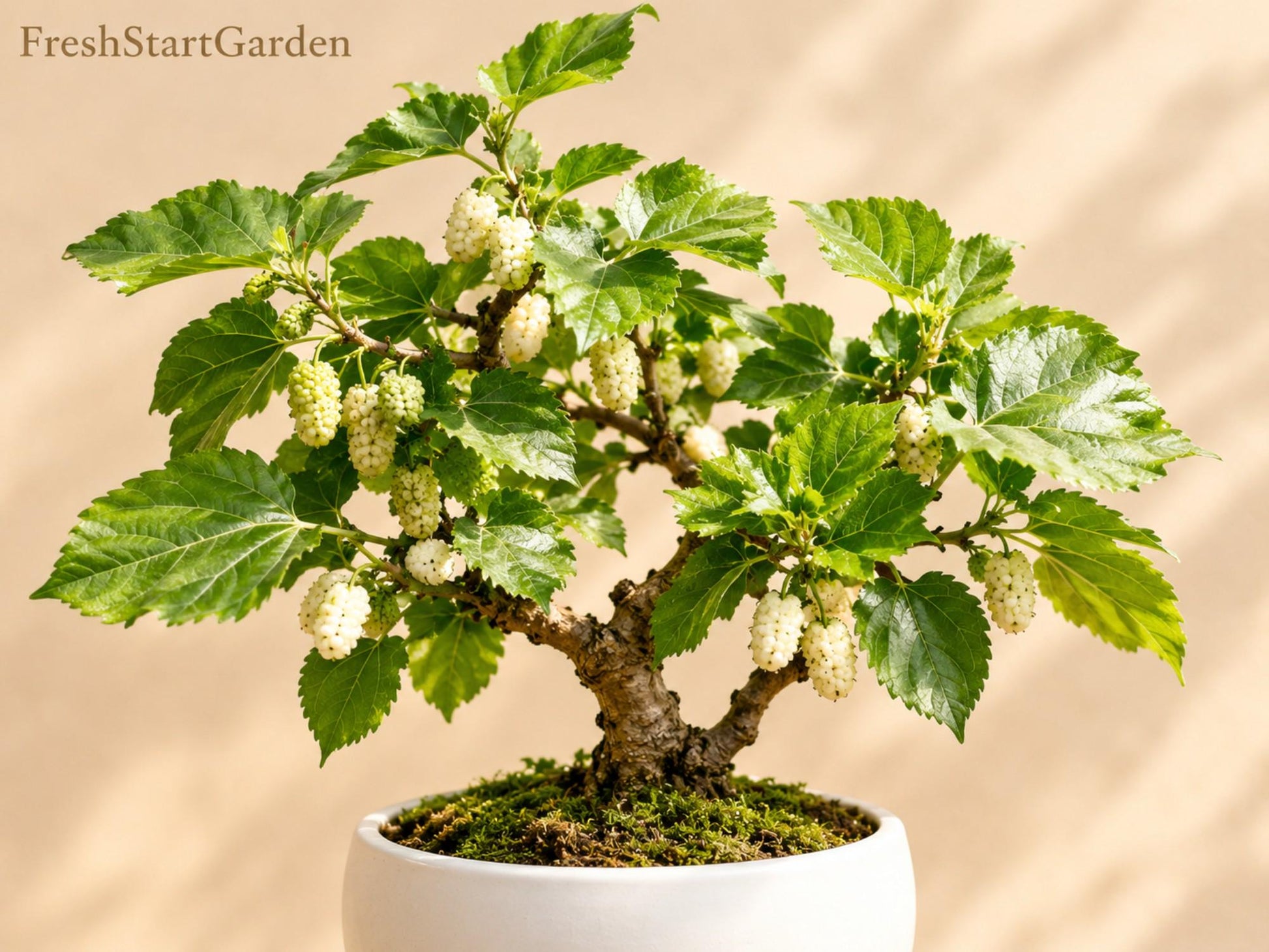 White Mulberry Cuttings 6 Inch 5 Unrooted Morus alba Fast-Growing Cold Hardy Edible Fruit Tree for Gardens
