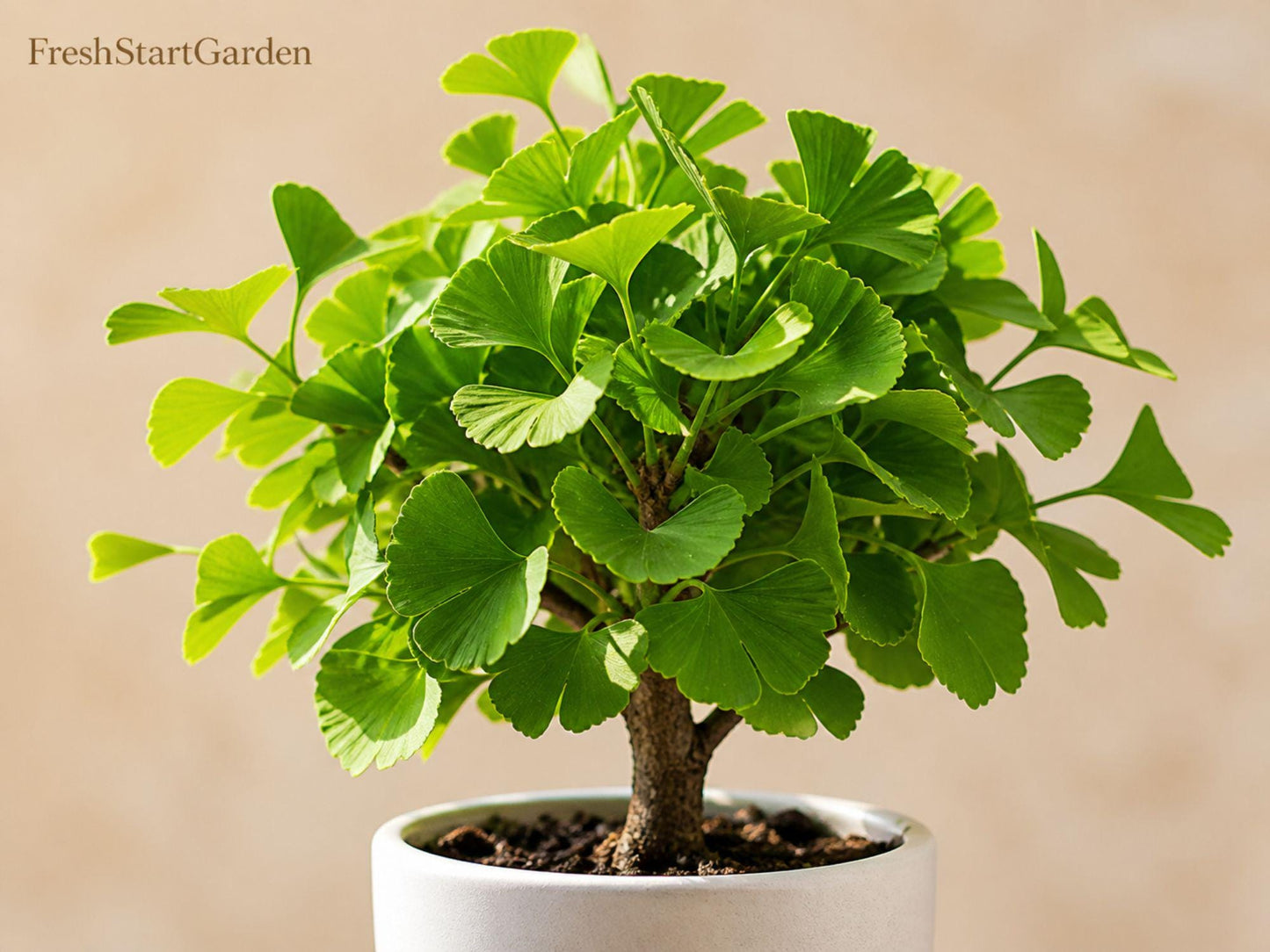 Ginkgo Tree Plant 12-24in Bare Root Ginkgo biloba Hardy Landscape with Fall Color