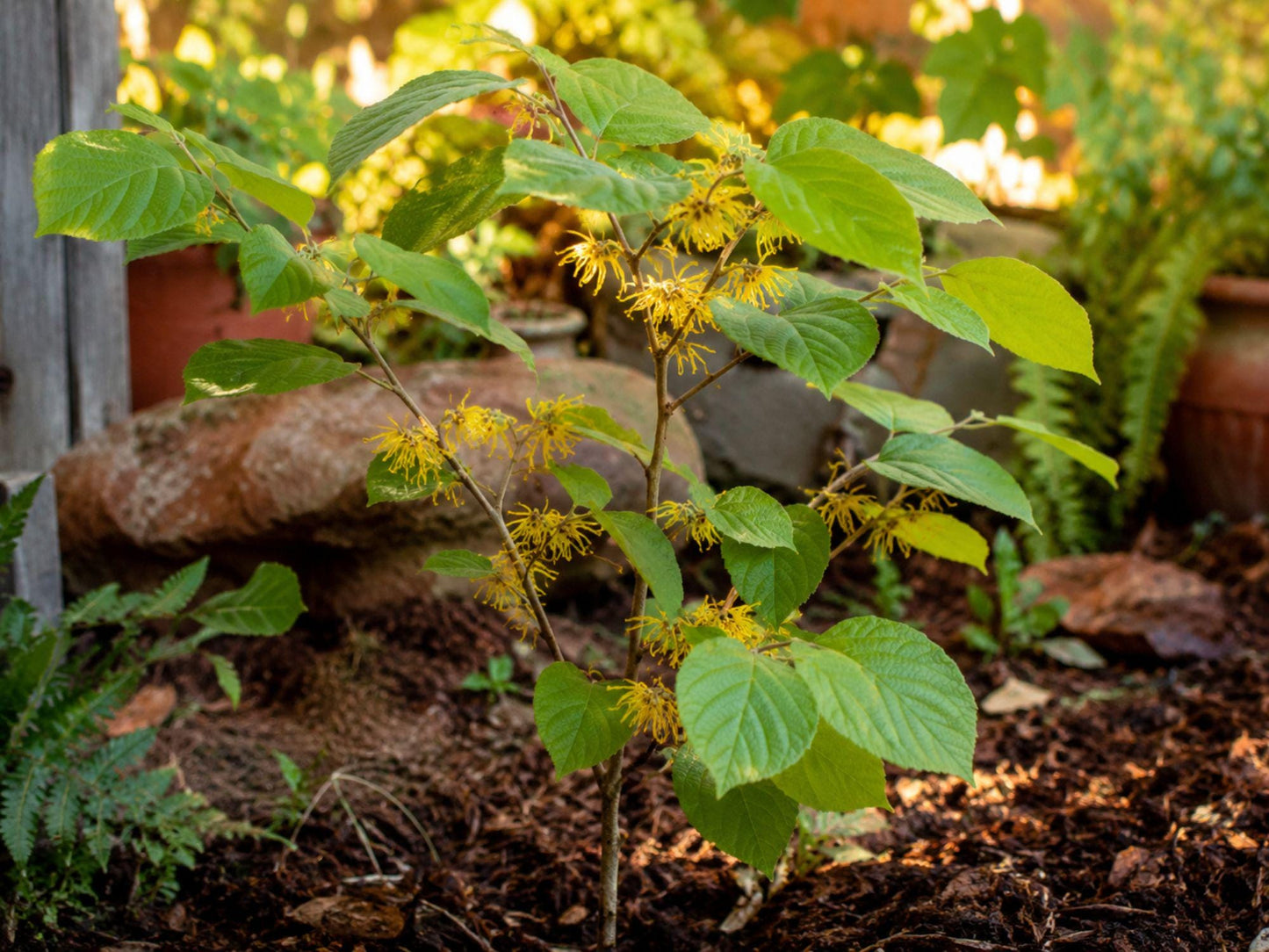Witch Hazel Tree Bare Root 12-24" Fragrant Yellow Flowers Hamamelis virginiana | Fall Blooming Native Plant