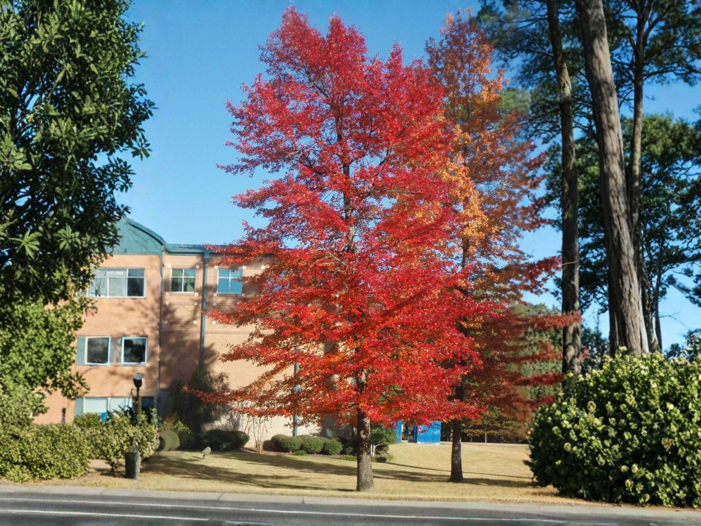 Black Gum Tree Bare Root 12-24" Nyssa sylvatica Vivid Fall Color Native Wildlife Planting