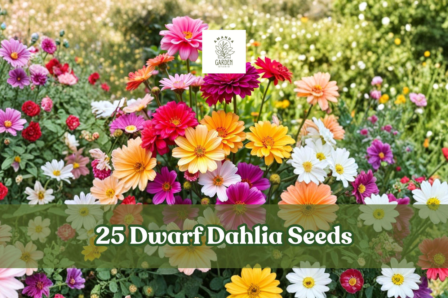 Dwarf Dahlia Seeds - 25 Pack Summer Mix - Colorful Container Flower Garden Plant - Dahlia spp. for Small Spaces