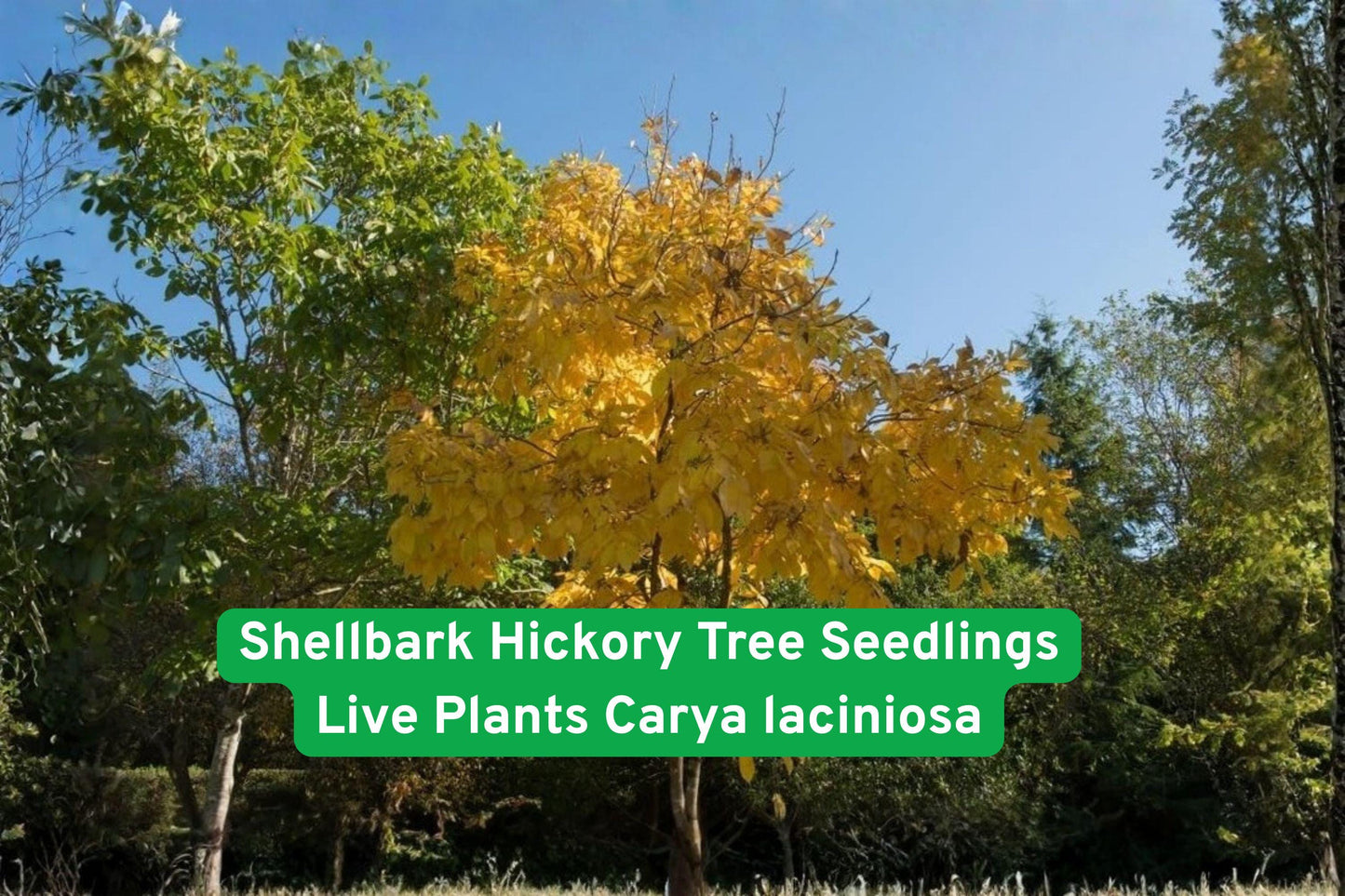 Shellbark Hickory Seedlings - Hardy Native Nut Tree - Carya laciniosa - Live Plants for Landscaping and Shade