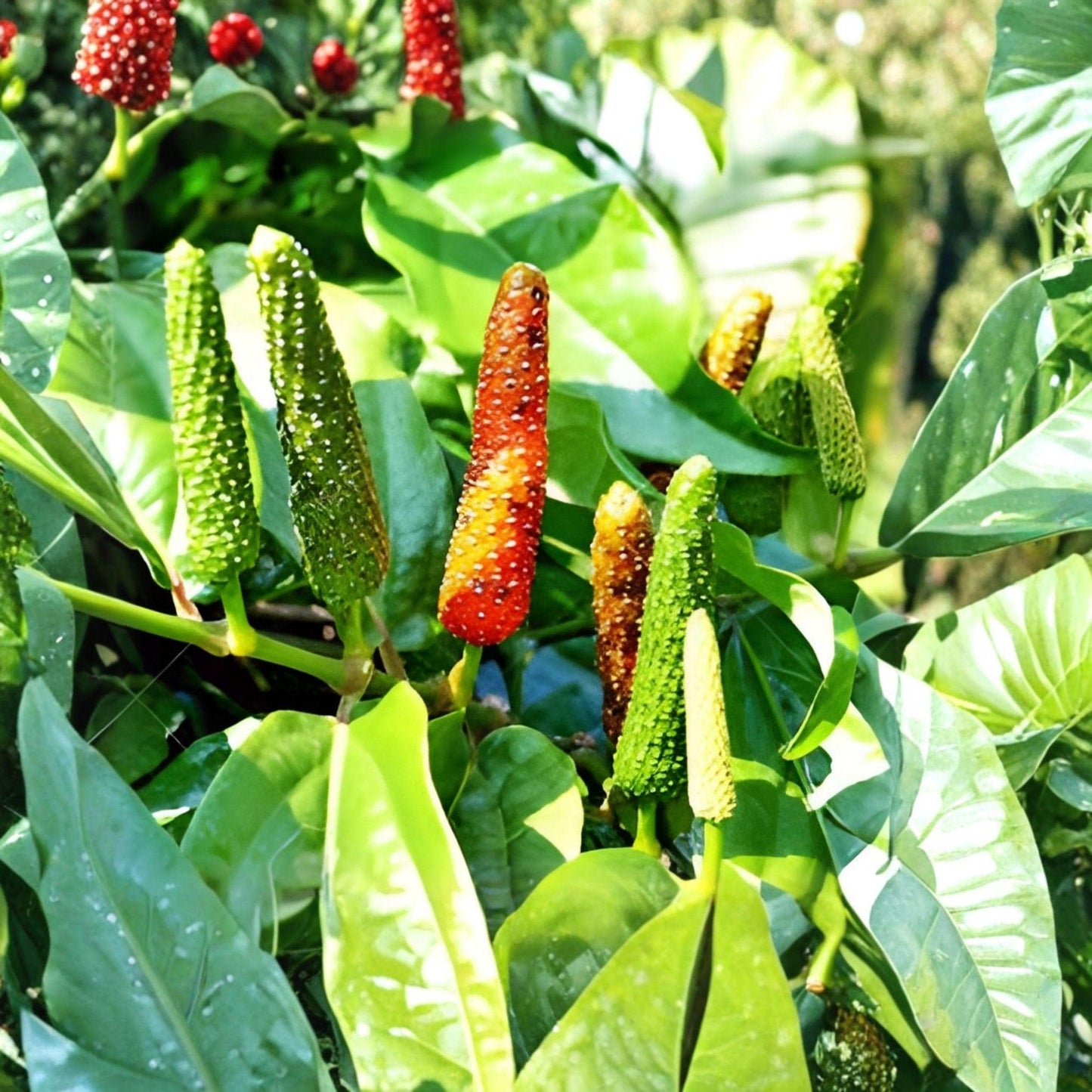 Piper Longum Live Plants 3 Pack | Rare Long Pepper Starter Plants | Climbing Vine | Ayurvedic & Culinary Use
