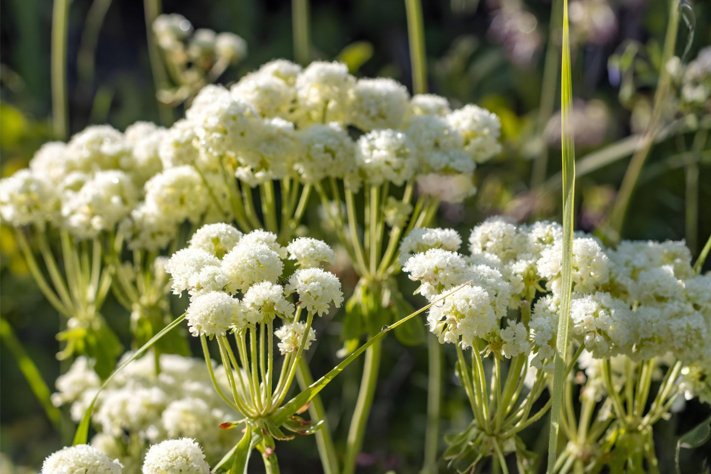 Parsnipflower Buckwheat Seeds (50) | Eriogonum heracleoides | Drought-Tolerant Native Wildflower for Xeriscape Gardens