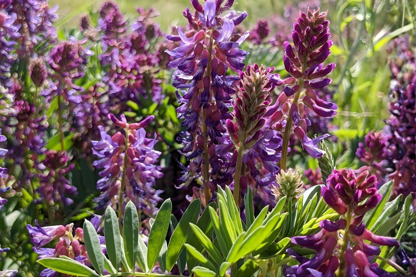Twogroove Milkvetch Seeds (15) | Purple to Cream Wildflower | Astragalus bisulcatus | Drought-Tolerant Native Legume
