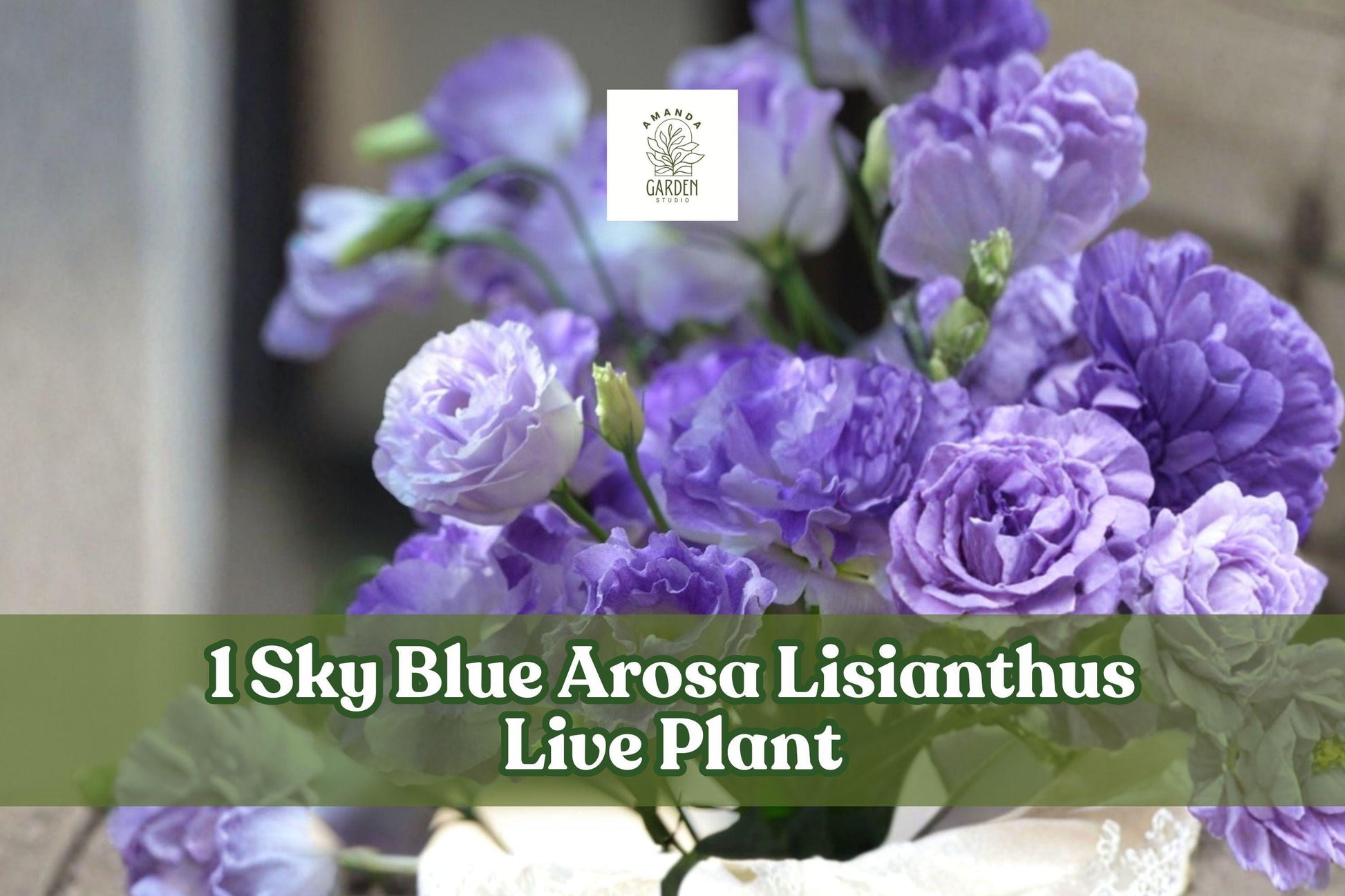 Sky Blue Arosa Lisianthus Live Plant Plug - Eustoma grandiflorum Starter Flower for Containers & Gardens