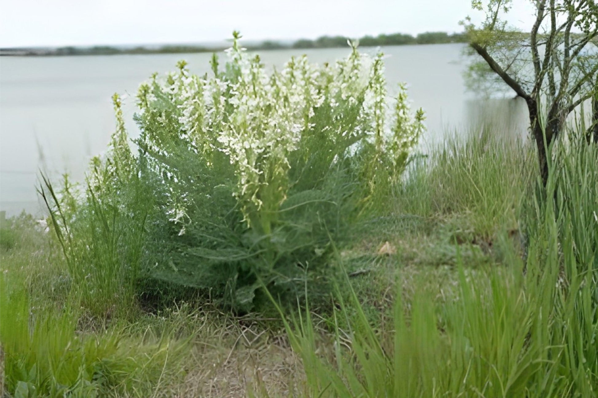 Woolly Milkvetch Seeds (30) - Astragalus drummondii - Drought-Tolerant Native Wildflower for Prairies & Xeriscape Gardens