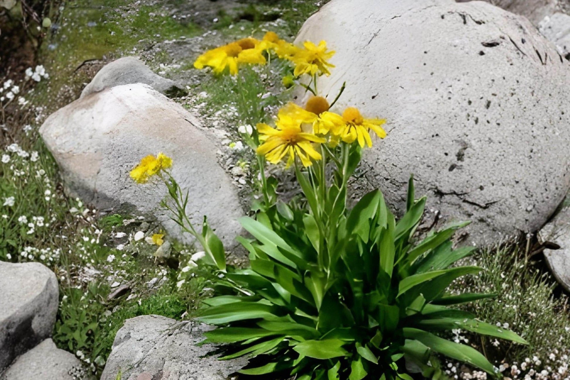 Orange Mountain Daisy Seeds - 40 Pack - Hymenoxys hoopesii - Bright Orange Wildflower for Alpine Gardens and Pollinator Plantings