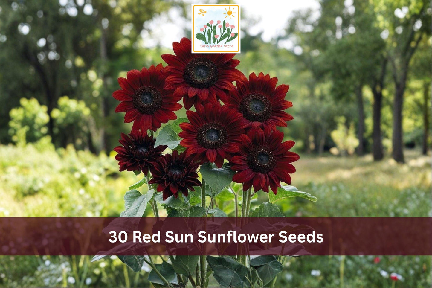 30 Red Sunflower Seeds for Planting - Maroon Helianthus annuus - Ideal for Cut Flowers & Garden Displays - Easy to Grow