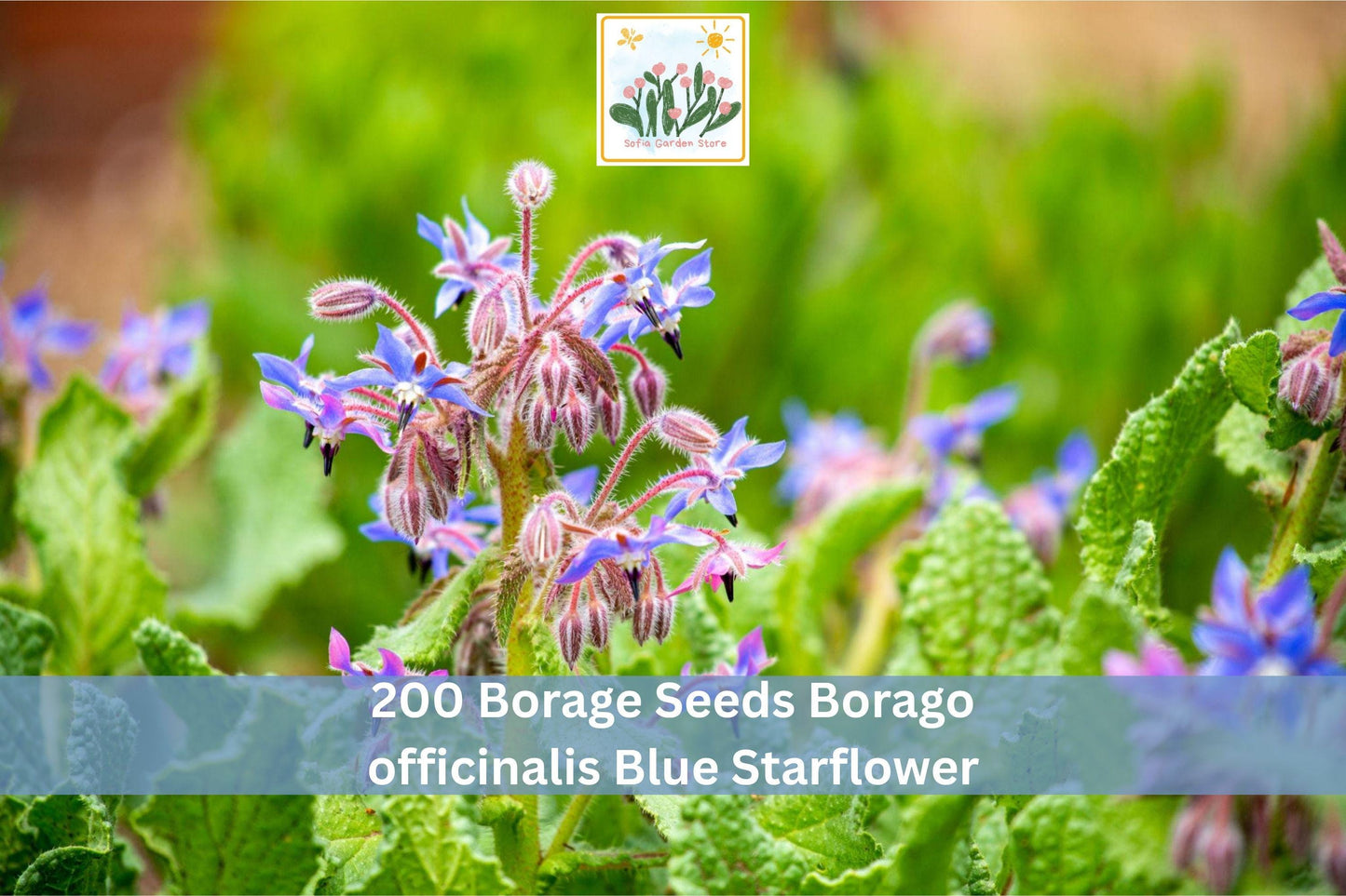 200 Borage Seeds - Blue Starflower Herb (Borago officinalis) - Easy to Grow Annual for Garden Borders and Containers
