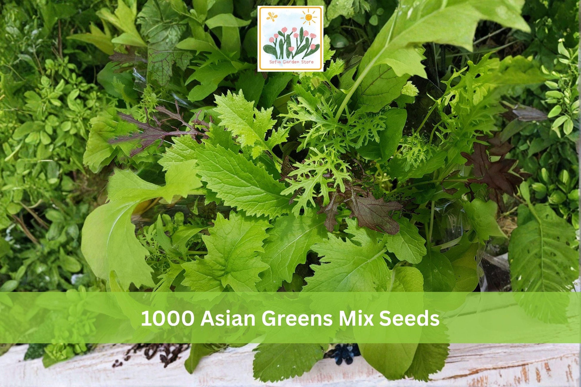 Asian Greens Mix Seeds 1000+ Count - Fast-Growing Microgreens & Baby Leaf Blend - Leafy Vegetable Mix for Indoor/Outdoor Gardening