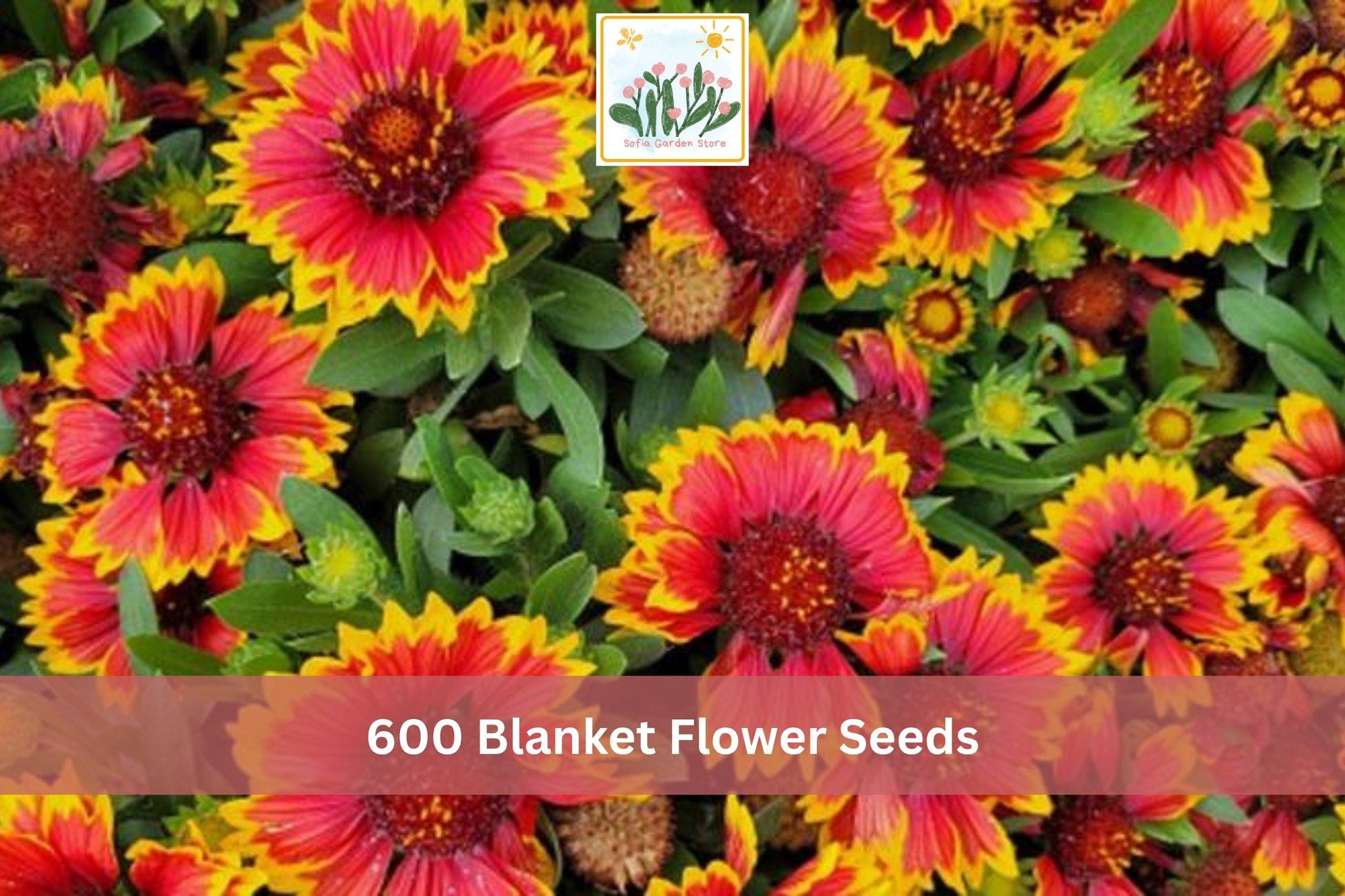 600 Blanket Flower Seeds - Gaillardia Perennial Mix for Pollinator Garden - Bright Red, Orange, Yellow Blooms - Full Sun