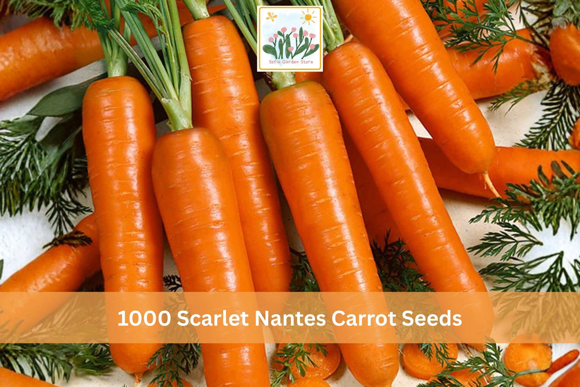 Scarlet Nantes Carrot Seeds - 1000 Heirloom Seeds (Daucus carota) - Smooth, Cylindrical Orange Roots for Outdoor Gardens